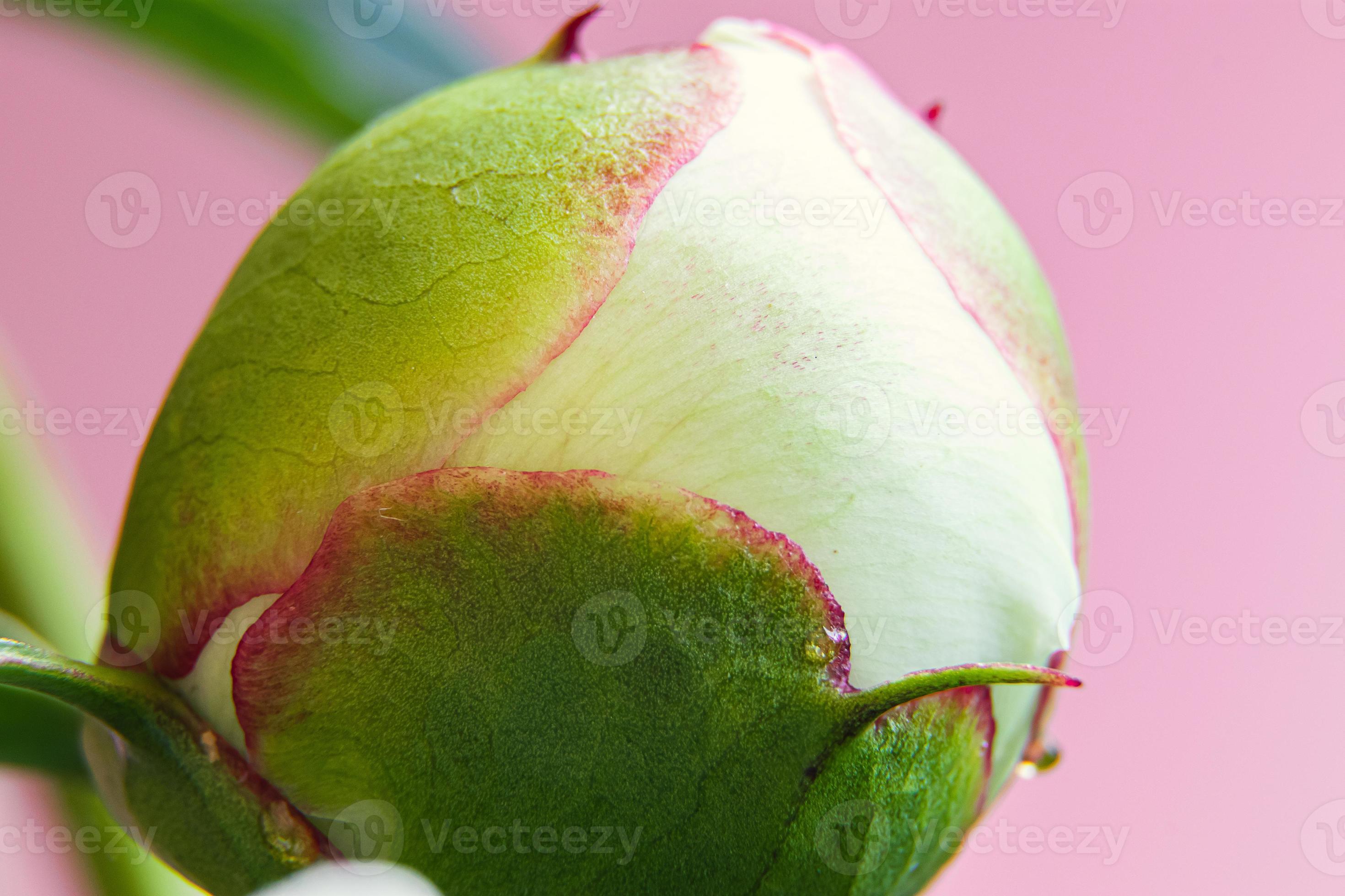 Botões de flor de peão rosa com folhas grandes em fundo branco