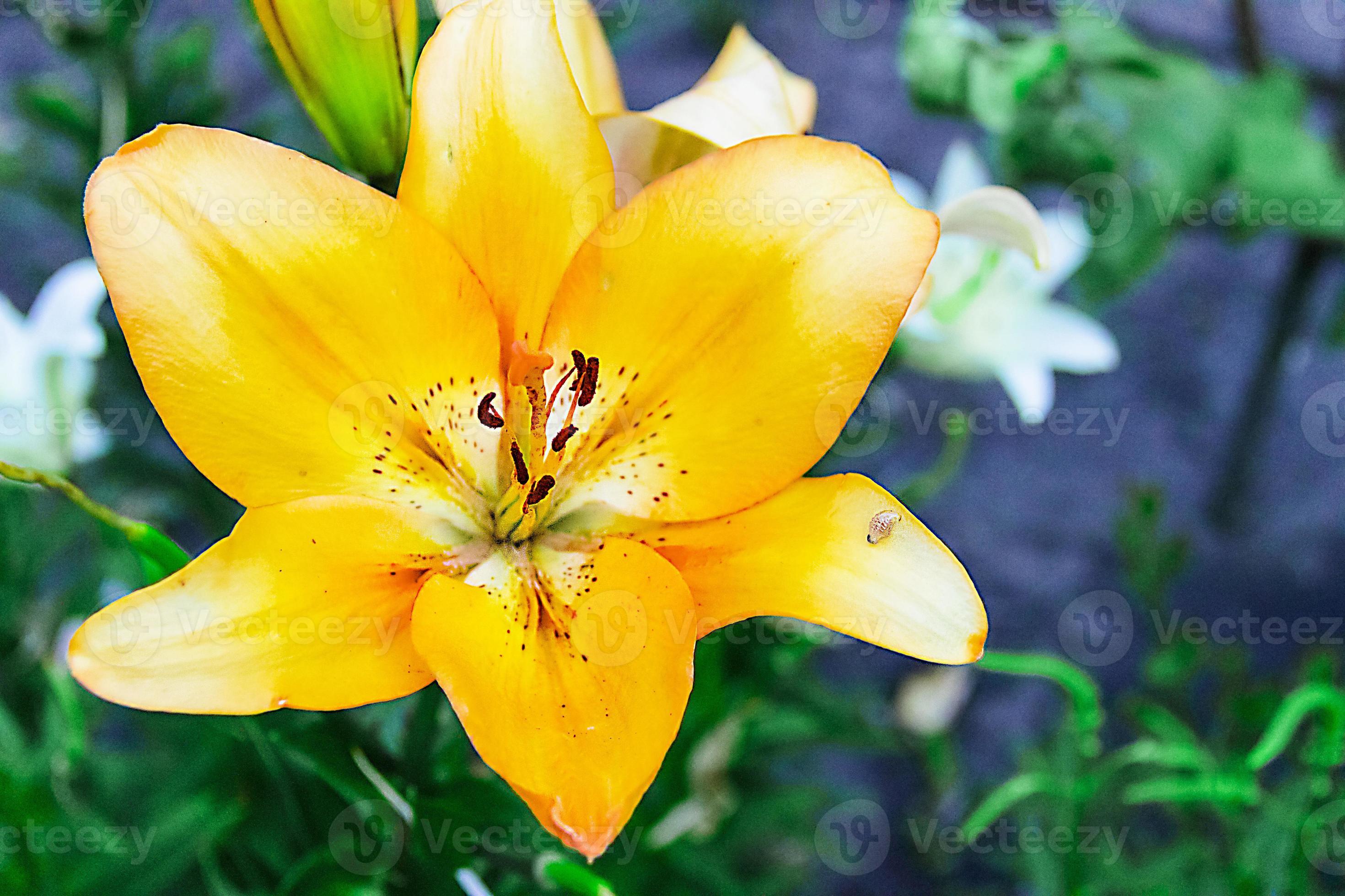 a flor de um lírio amarelo crescendo em um jardim de verão. 6043472 Foto de  stock no Vecteezy