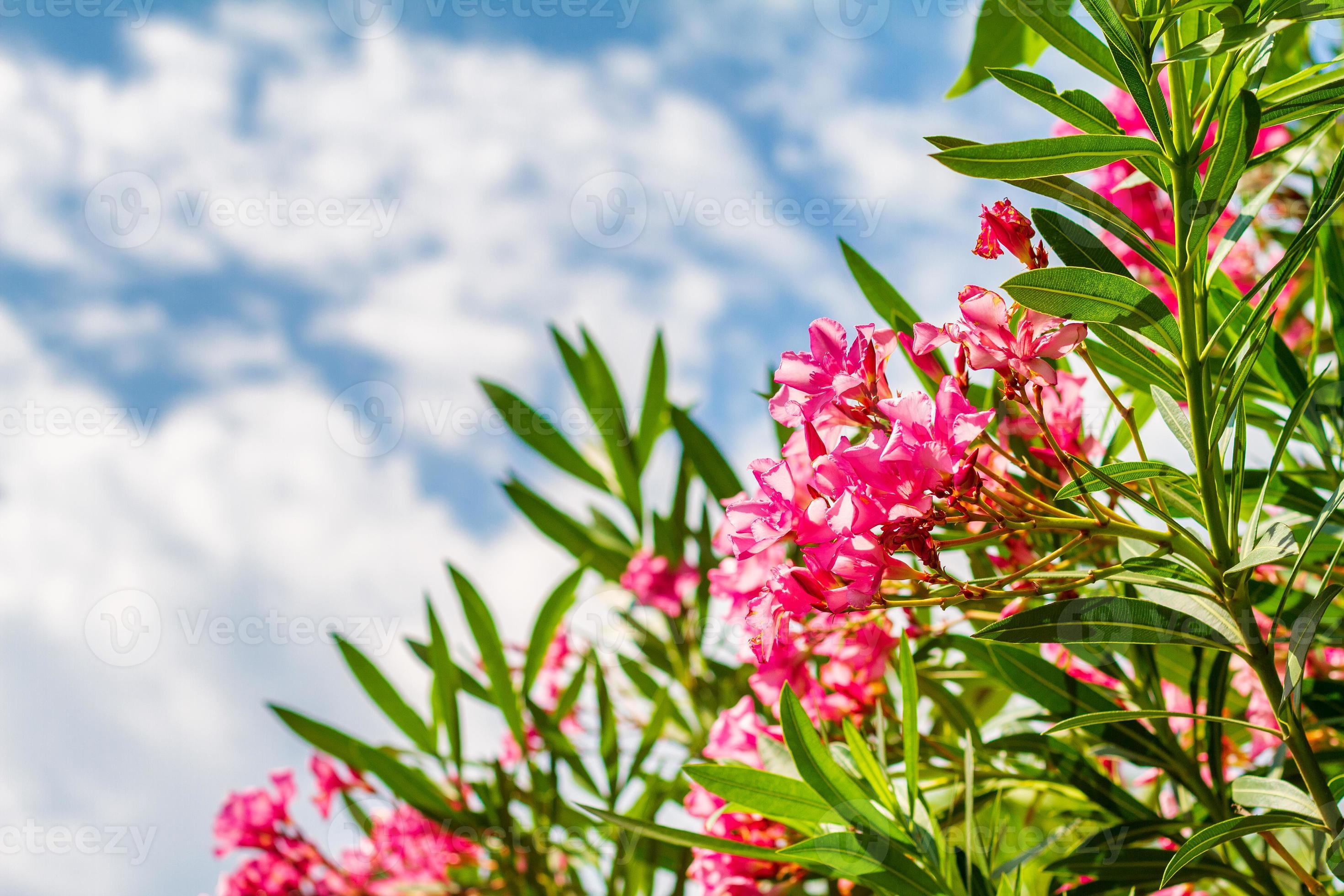 bela planta de arbusto ao ar livre com flores cor de rosa oleandro 6055082  Foto de stock no Vecteezy