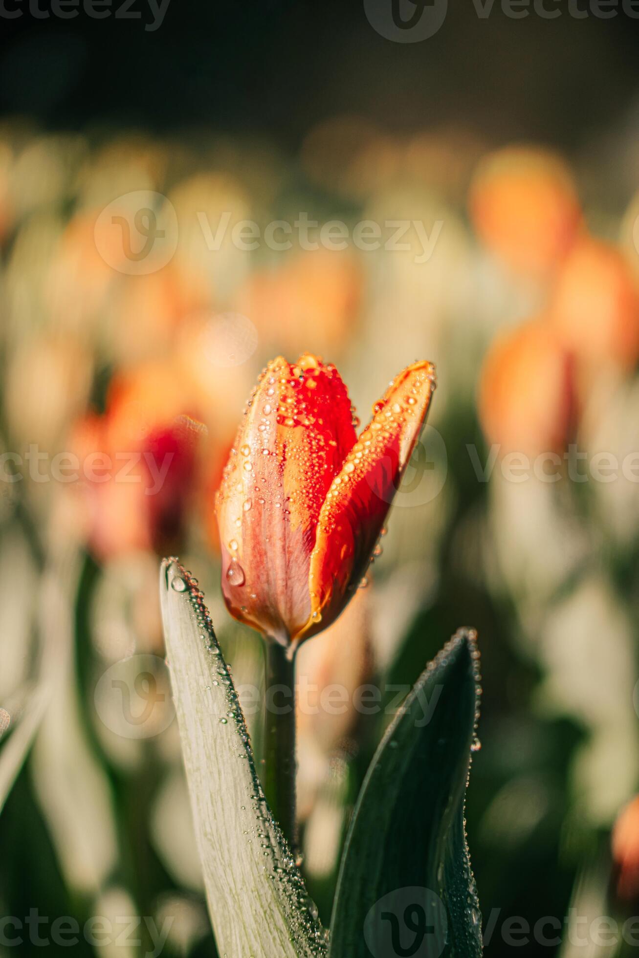close-up de flores de tulipa laranja no jardim com spray de água, orvalho e  luz solar. fundo natural. 6079703 Foto de stock no Vecteezy