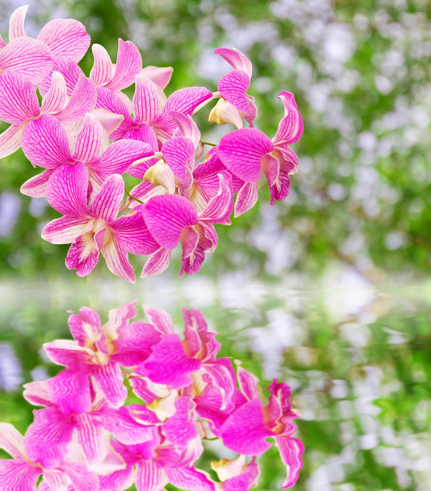fundo de flor de orquídea rosa fresca refletida na água 6417861 Foto de  stock no Vecteezy