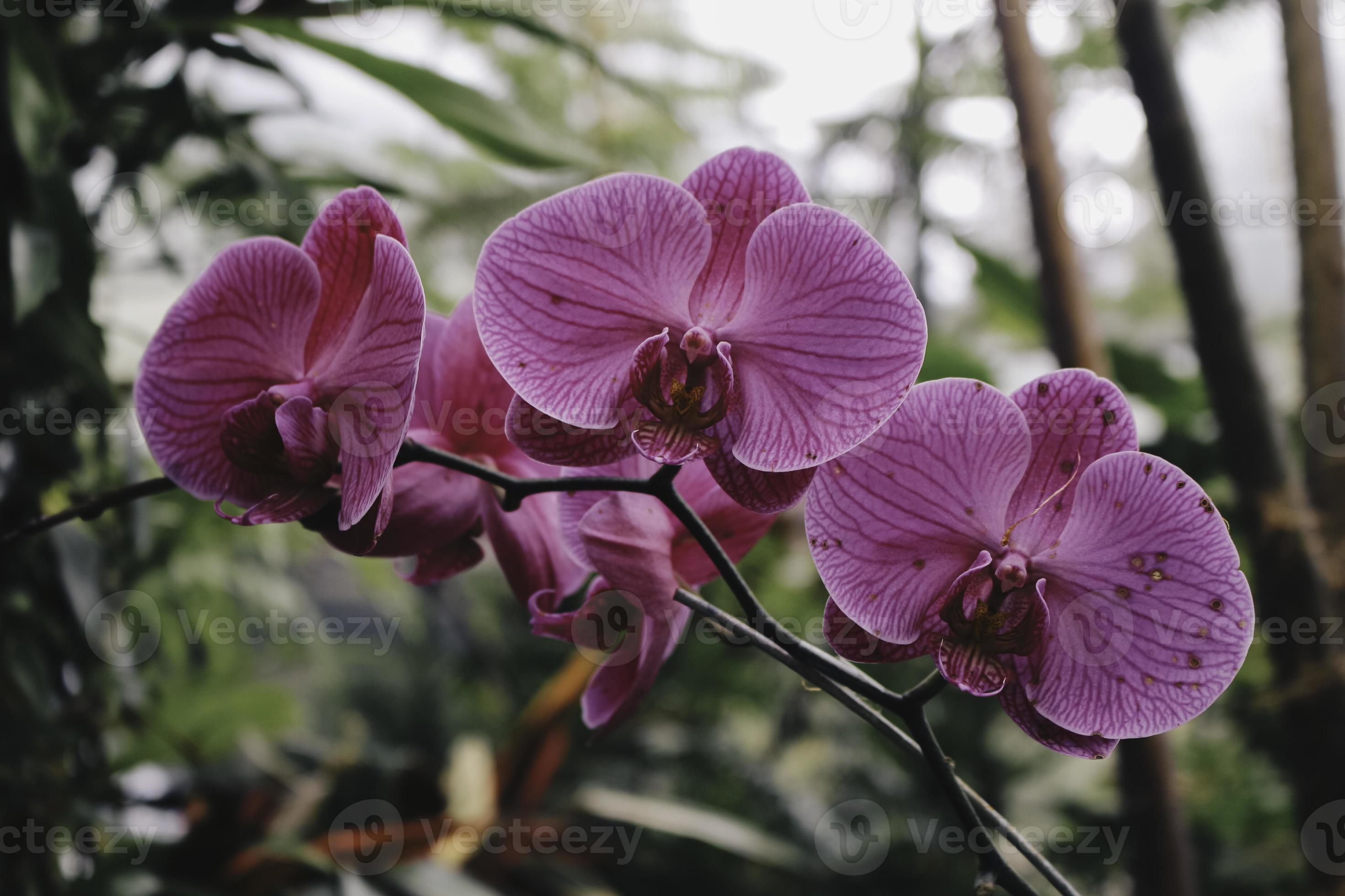 phalaenopsis de flor de orquídea roxa, phalaenopsis ou falah em um fundo  branco. flores roxas de phalaenopsis à direita. conhecidas como orquídeas  borboleta 6481484 Foto de stock no Vecteezy