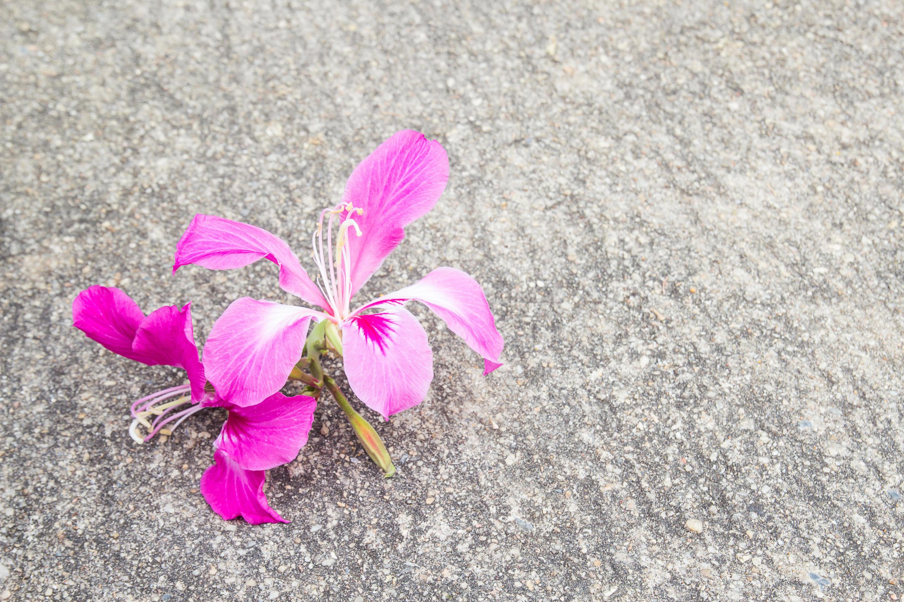 árvore de orquídea roxa no chão 6525528 Foto de stock no Vecteezy