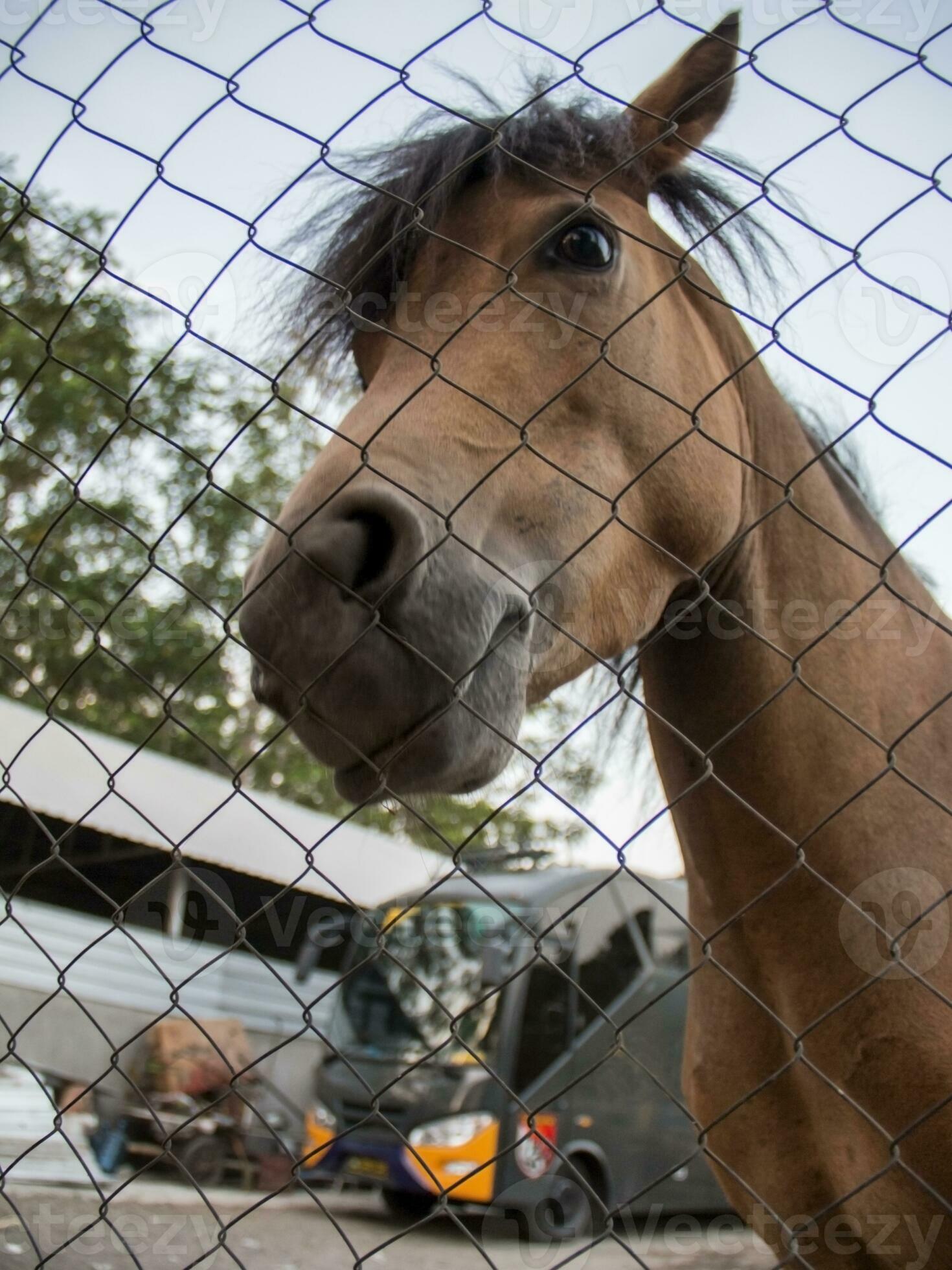 Cavalo rindo da câmera. foto de stock. Imagem de rural - 227099740