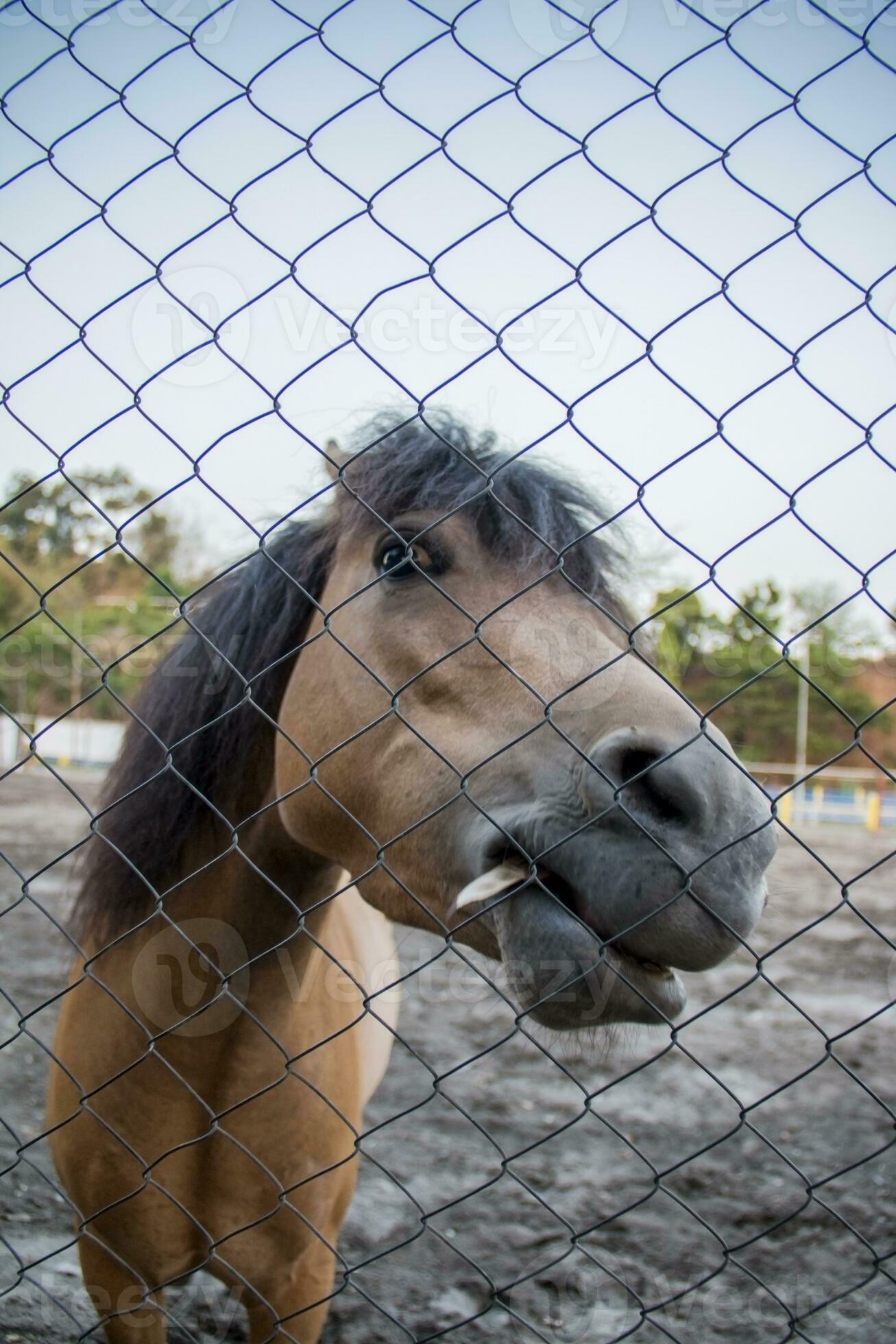 Retrato De Cavalo Da Frente Indo E Olhando Direto Para a Câmera Imagem de  Stock - Imagem de livre, cavalo: 227498407