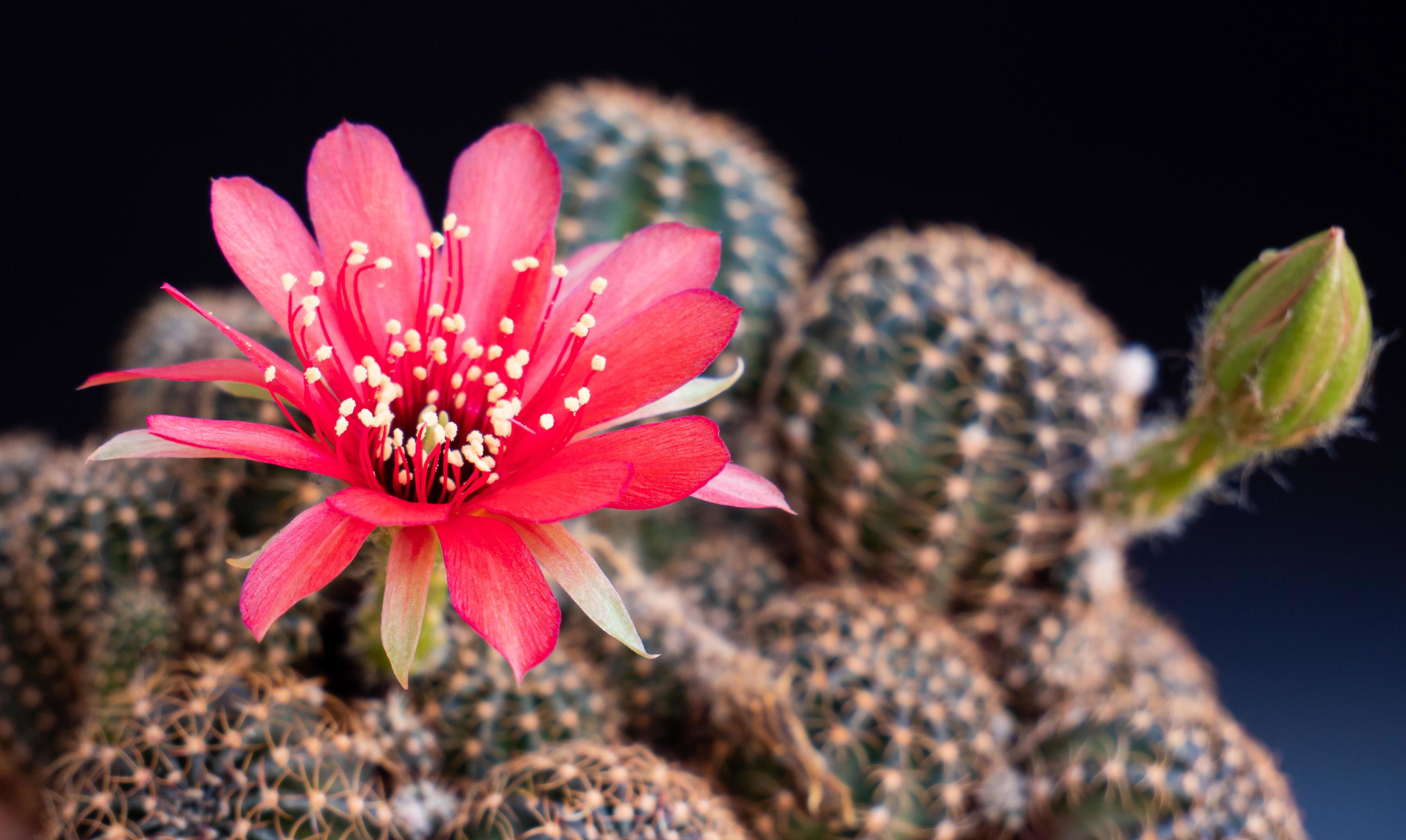 flores vermelhas da planta de cacto. cactos ou cactos. aglomerado de cactos  em uma panela pequena. estufas para cultivar plantas em casas. atirando no  fundo preto do estúdio. 6666546 Foto de stock no Vecteezy