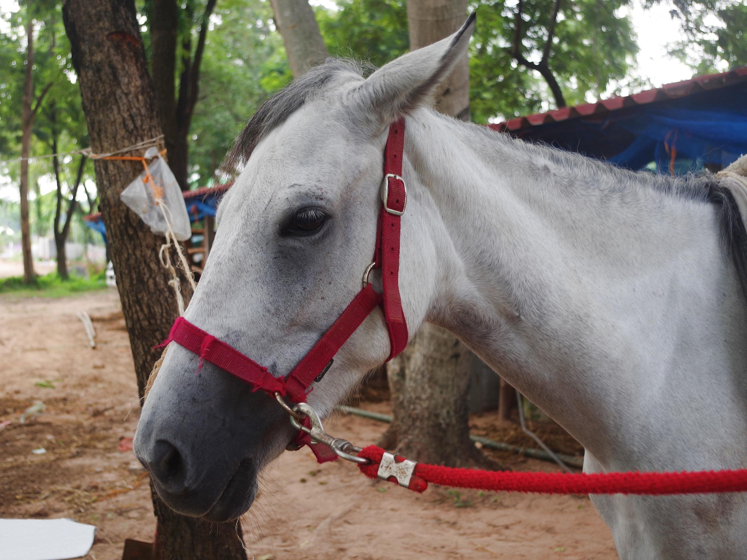 Um cavalo com uma mancha branca na cabeça está parado em frente a um fundo  branco.