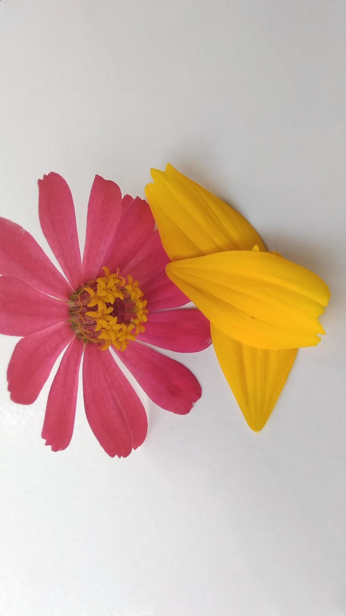 foto aproximada de pétalas de flores de zínia de folha estreita roxa e amarela  zinnia angustifolia com fundo cinza e sombras de fotos sob a luz da luz  solar 6966358 Foto de