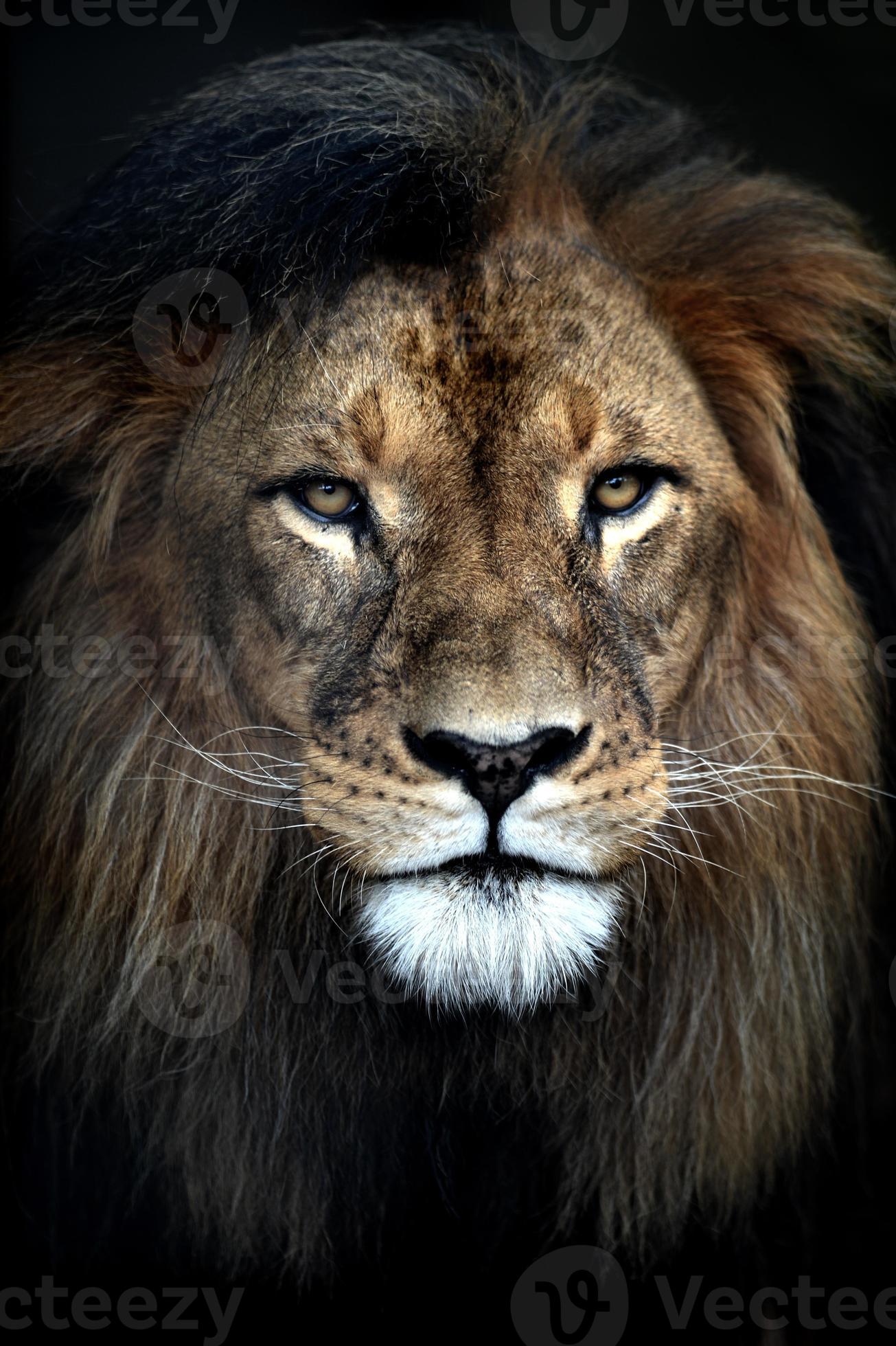 leão africano foto