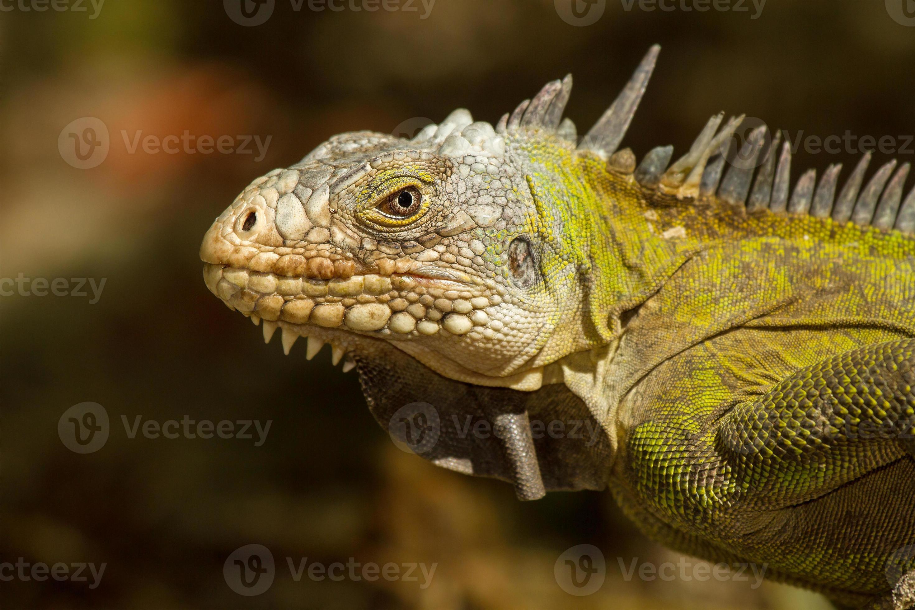 iguana-das-antilhas foto