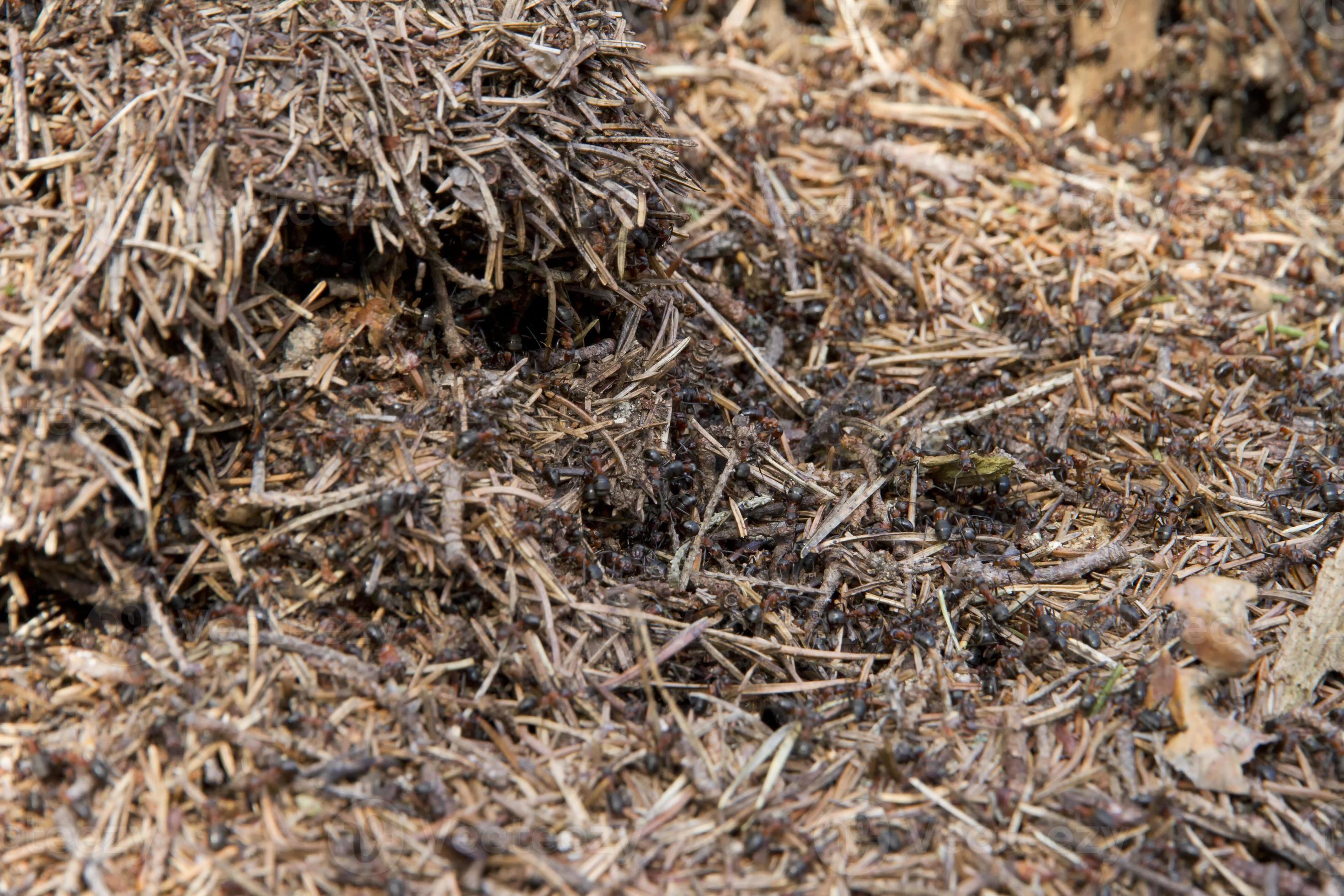 muitas formigas no velho toco de madeira. foto