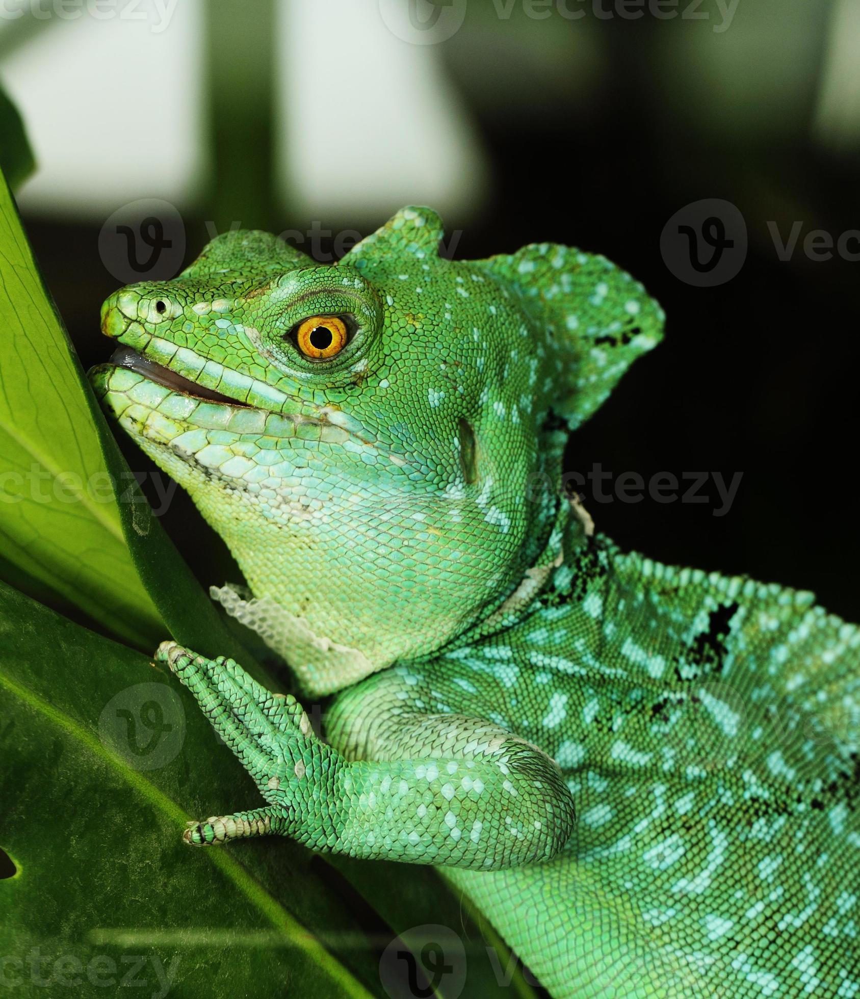 close-up de lagarto basilisco verde foto