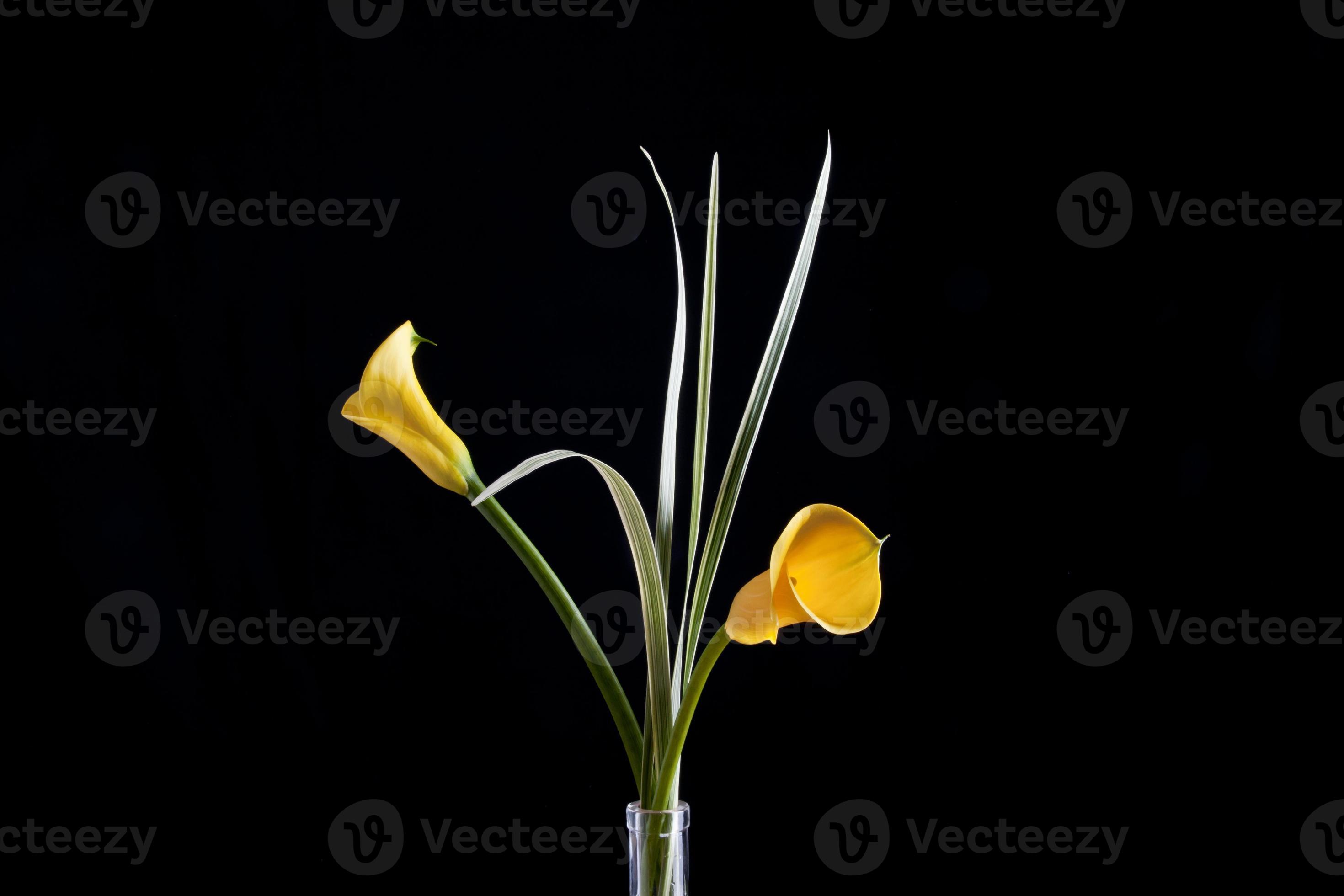 lírio de calla amarelo 714369 Foto de stock no Vecteezy