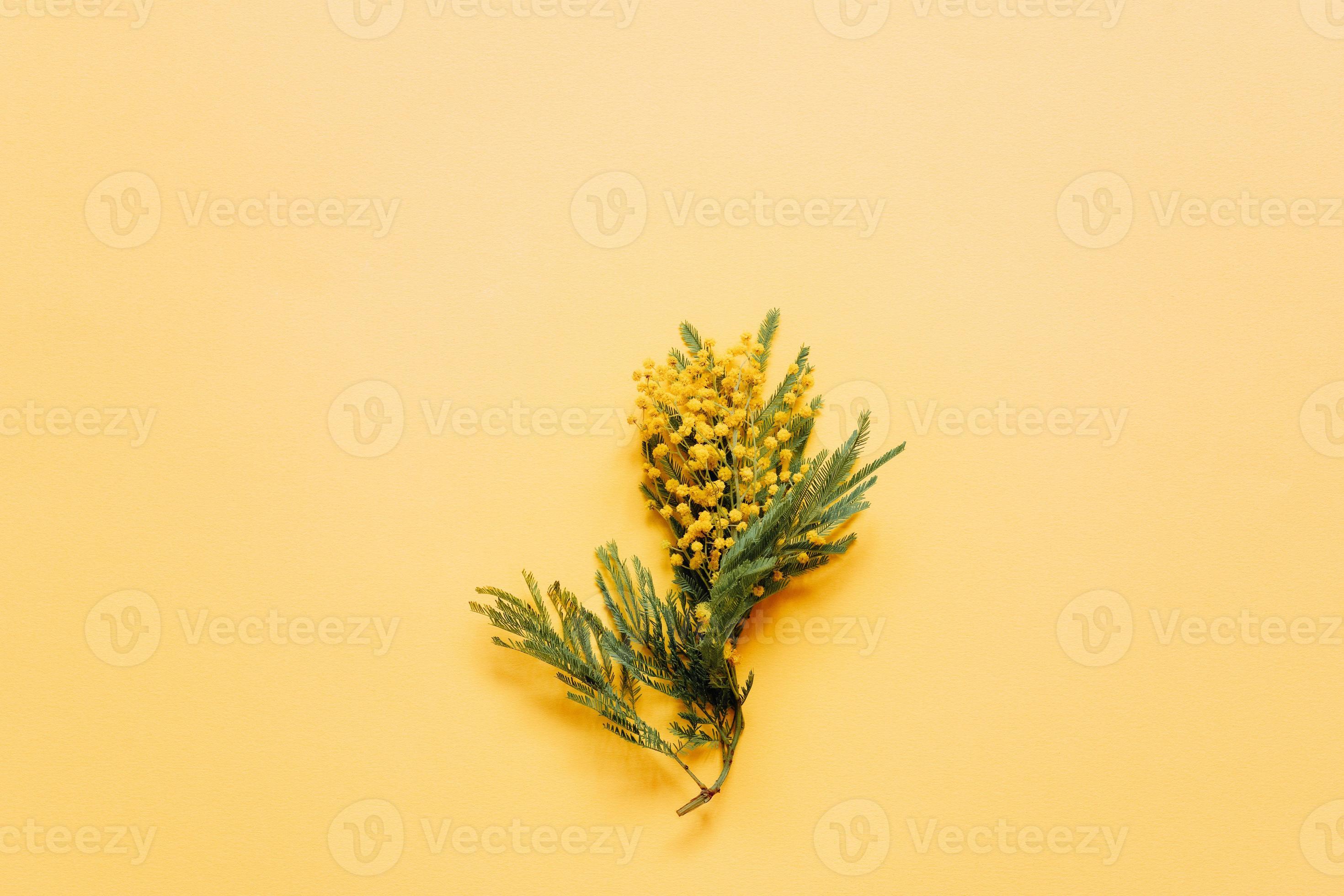 planta de mimosa florescendo com flores amarelas em fundo de papel amarelo  7150417 Foto de stock no Vecteezy