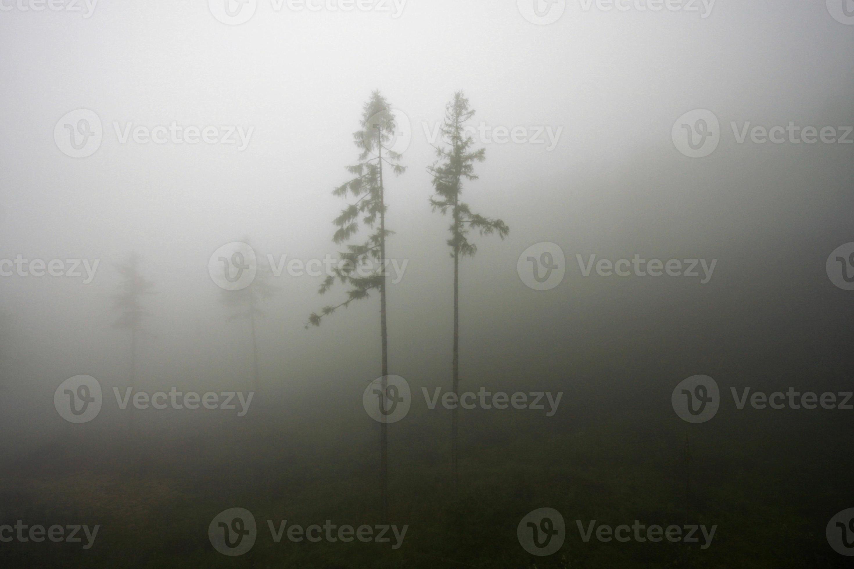 árvores no nevoeiro foto