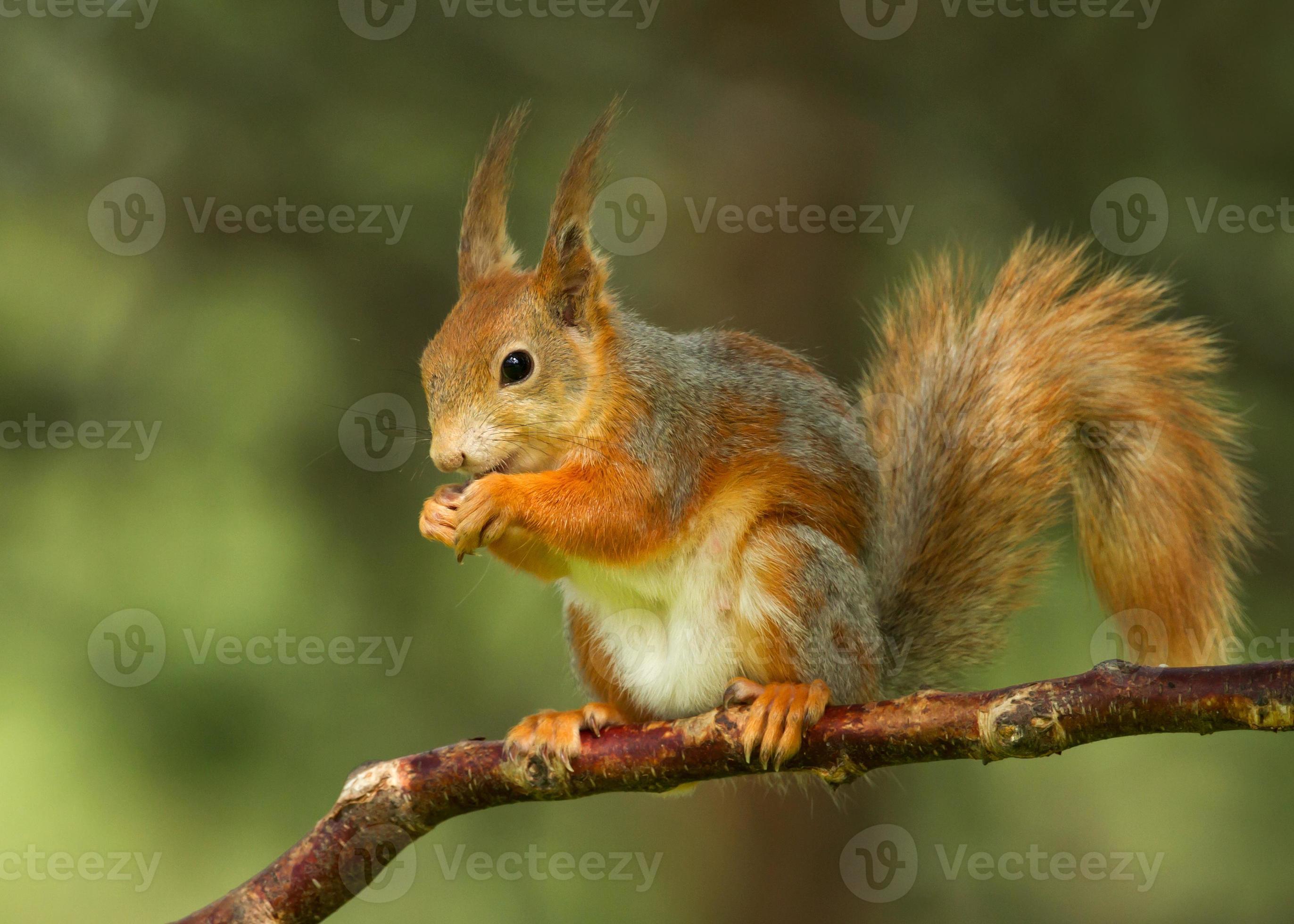 esquilo vermelho (sciurus vulgaris) foto