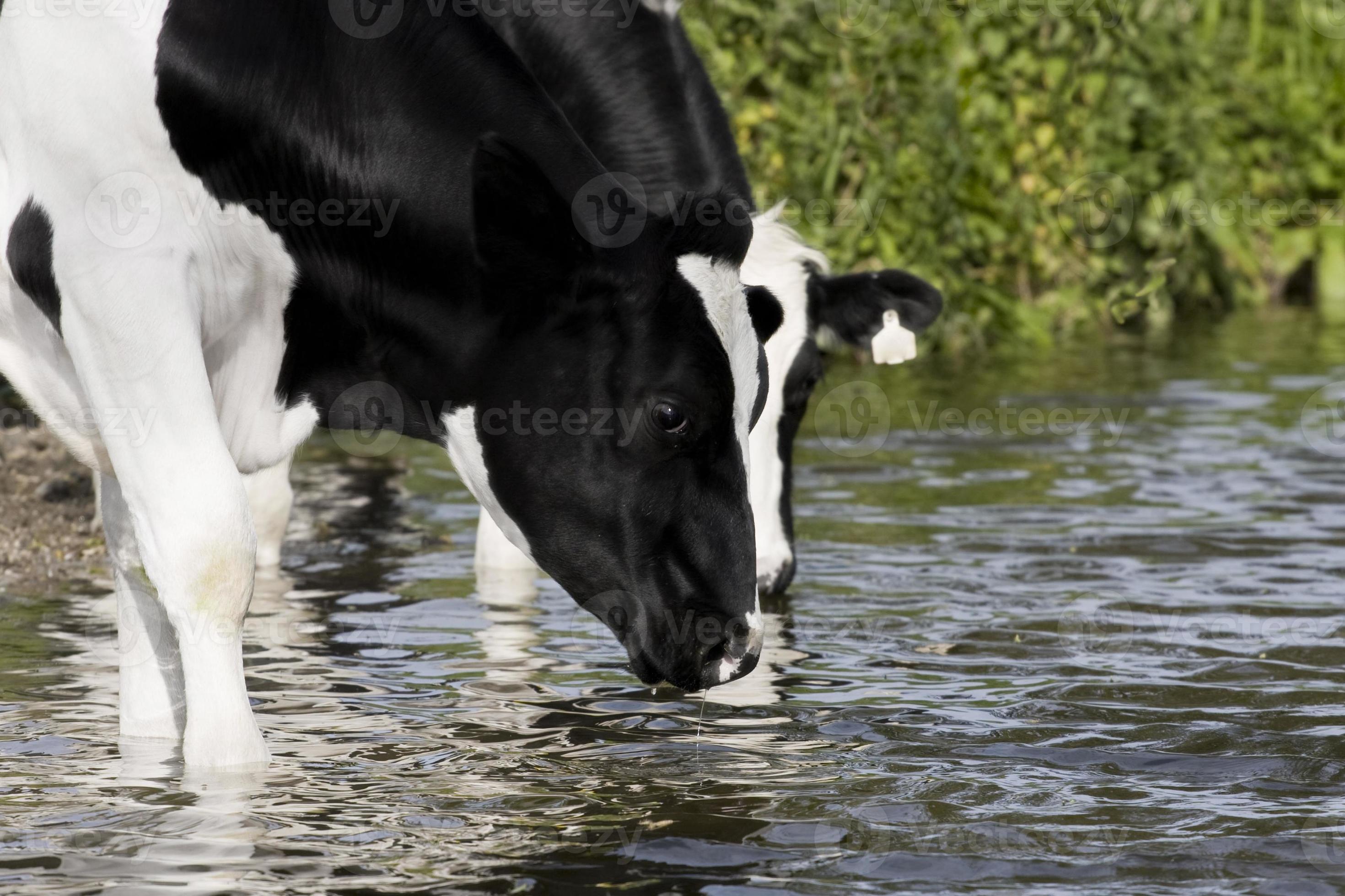 vacas com sede foto