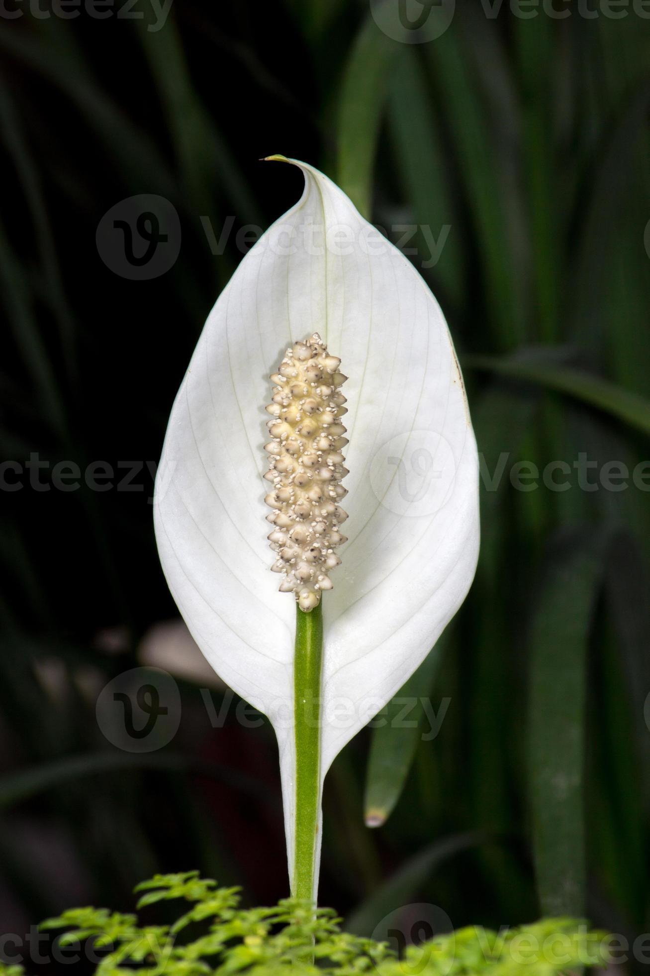 flor de antúrio branco / flor de flamingo 717762 Foto de stock no Vecteezy