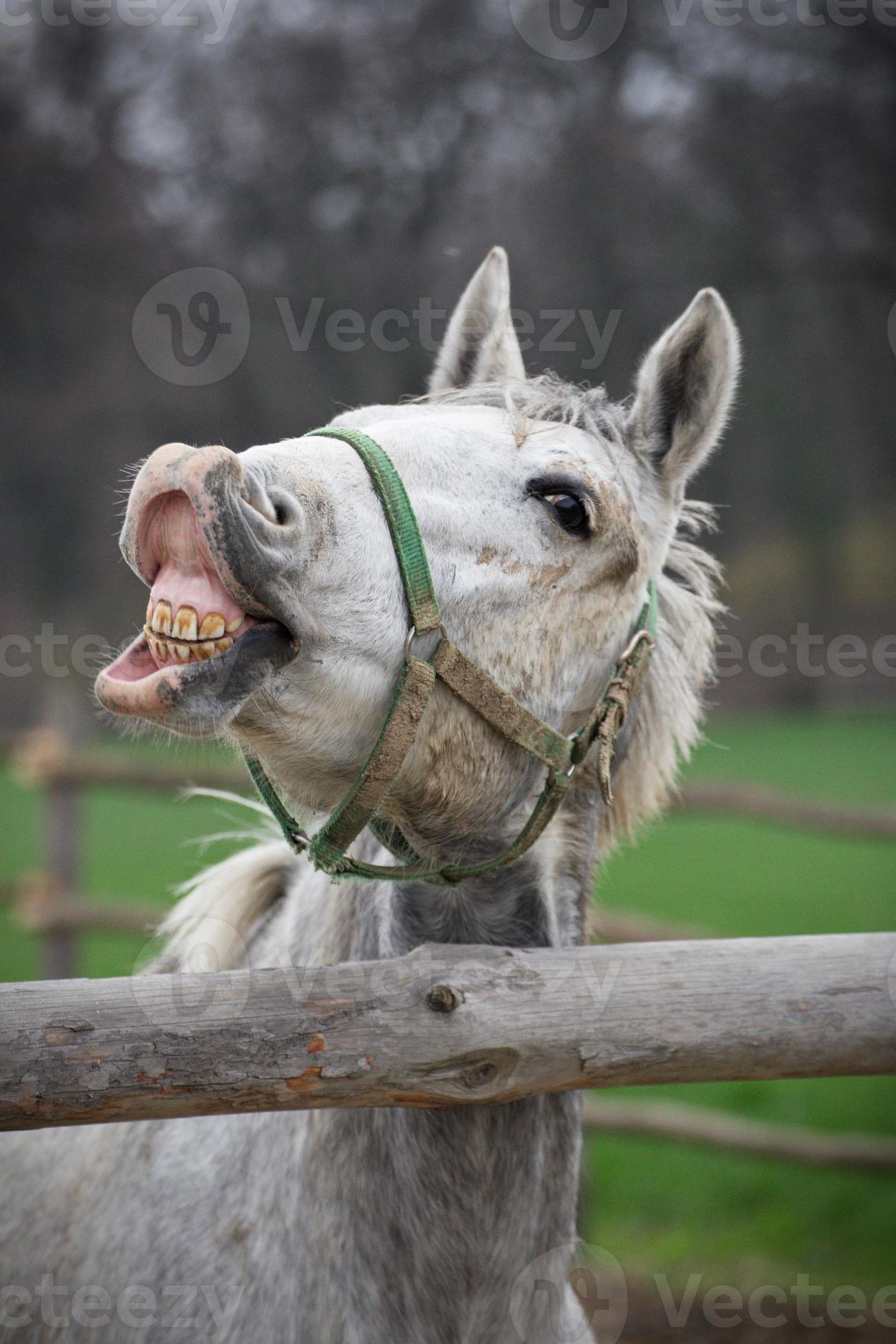 Cavalo sorridente fotos, imagens de © plasid #14801001