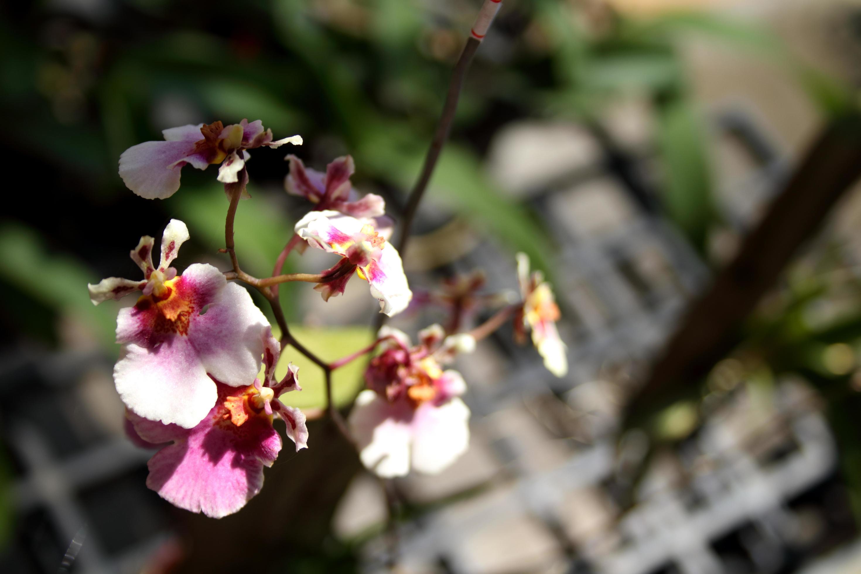 flor da orquídea oncidium branca e roxa brilhante da orquídea dançante ou  orquídea tigre e desfoque o fundo escuro. 7423742 Foto de stock no Vecteezy