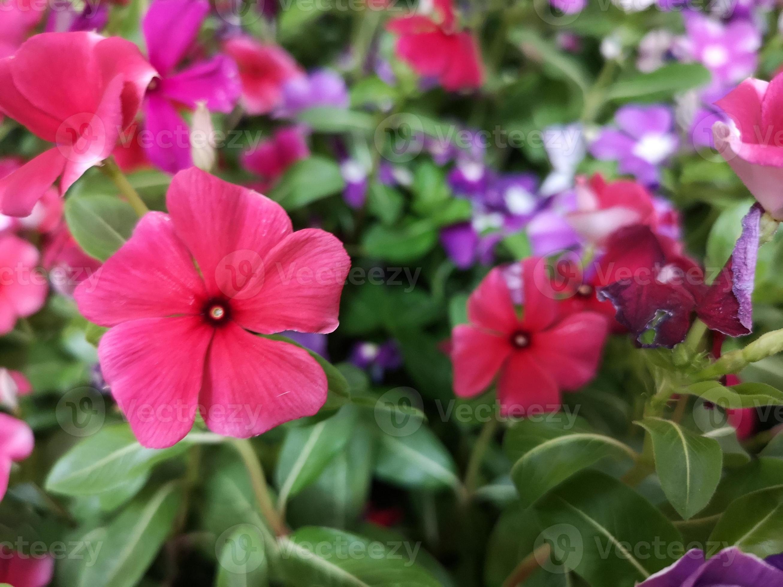 jasmim caiena, pervinca, catharanthus rosea, pervinca de madagascar, vinca,  apocynaceae nome flor rosa cor primavera no jardim em turva do fundo da  natureza 7467039 Foto de stock no Vecteezy