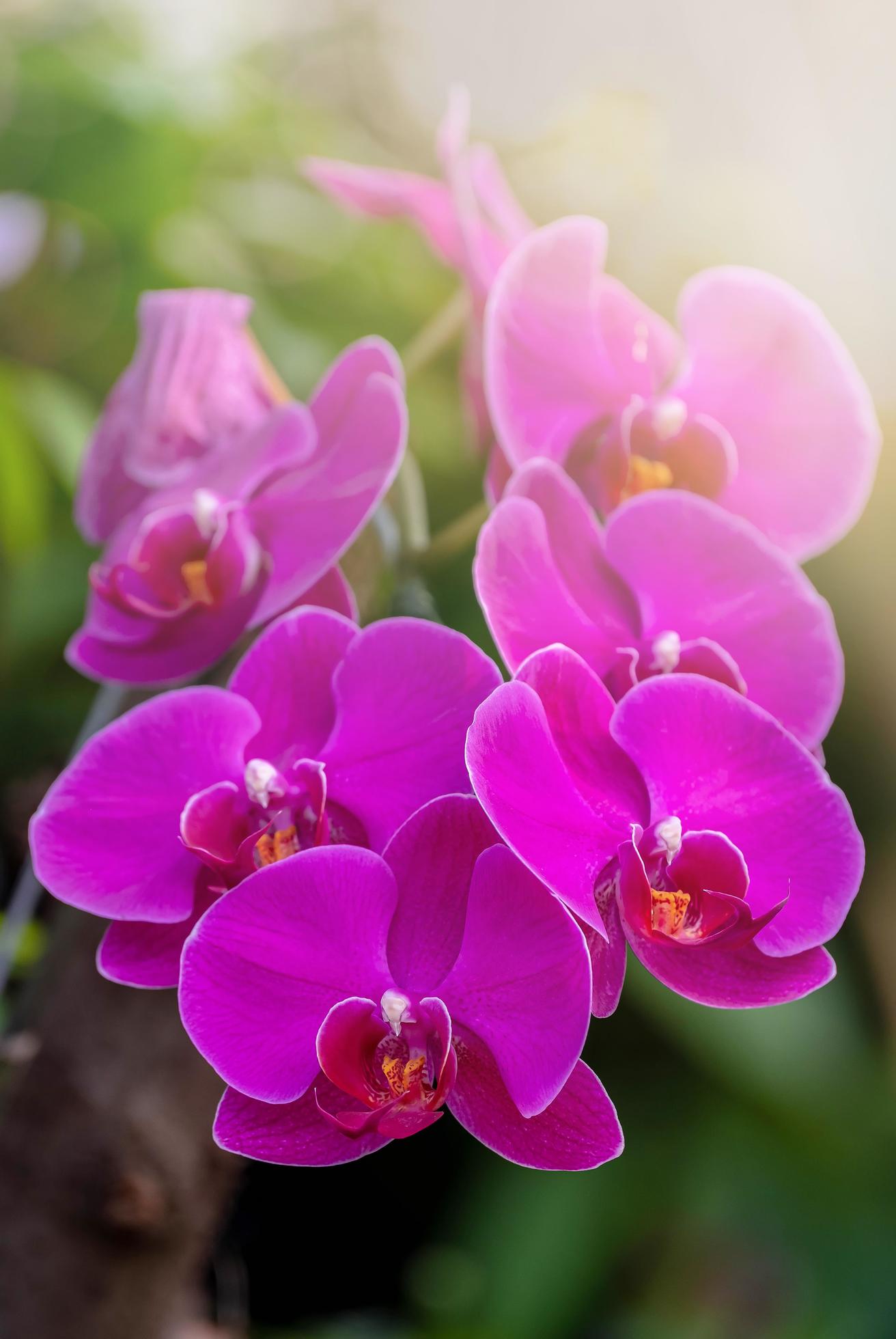 flor de orquídea roxa no jardim de orquídeas no inverno. flor de orquídea  para design de beleza e agricultura de cartão postal. linda flor de orquídea  no jardim, em plena floração na