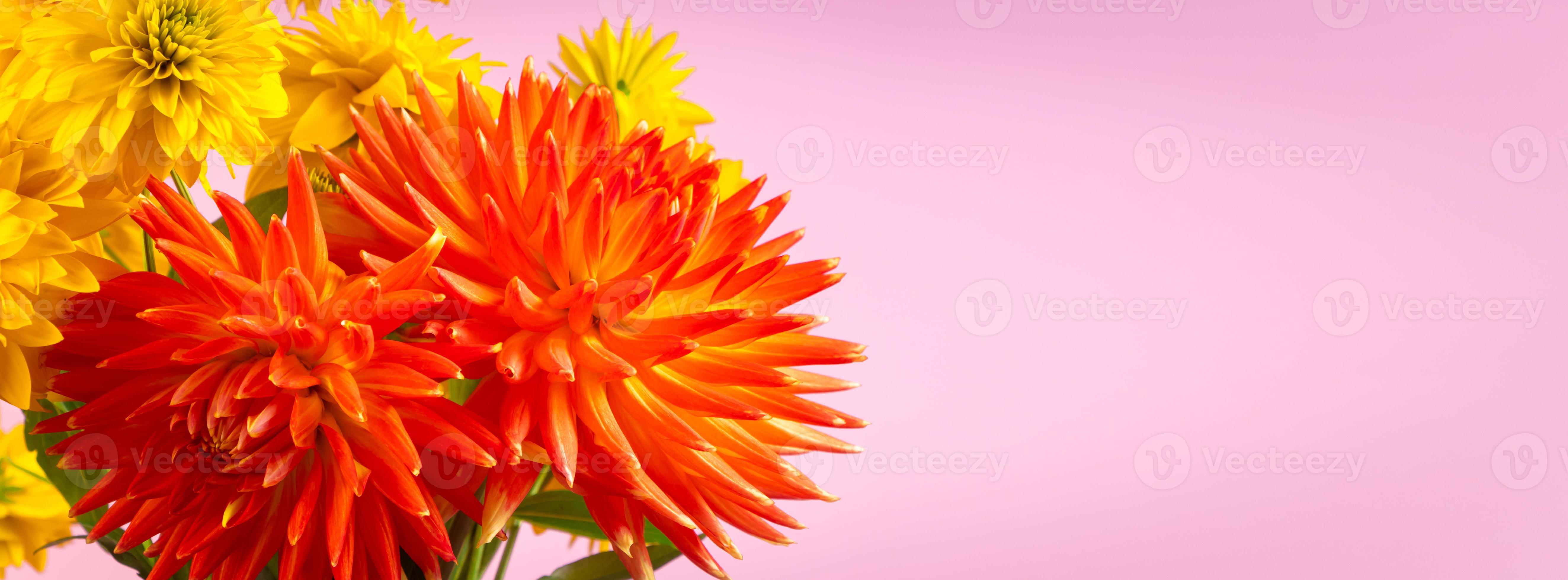 buquê de crisântemos amarelos e dálias vermelhas sobre fundo rosa. conceito  de verão. close-up de flores. formato de bandeira. 7482878 Foto de stock no  Vecteezy