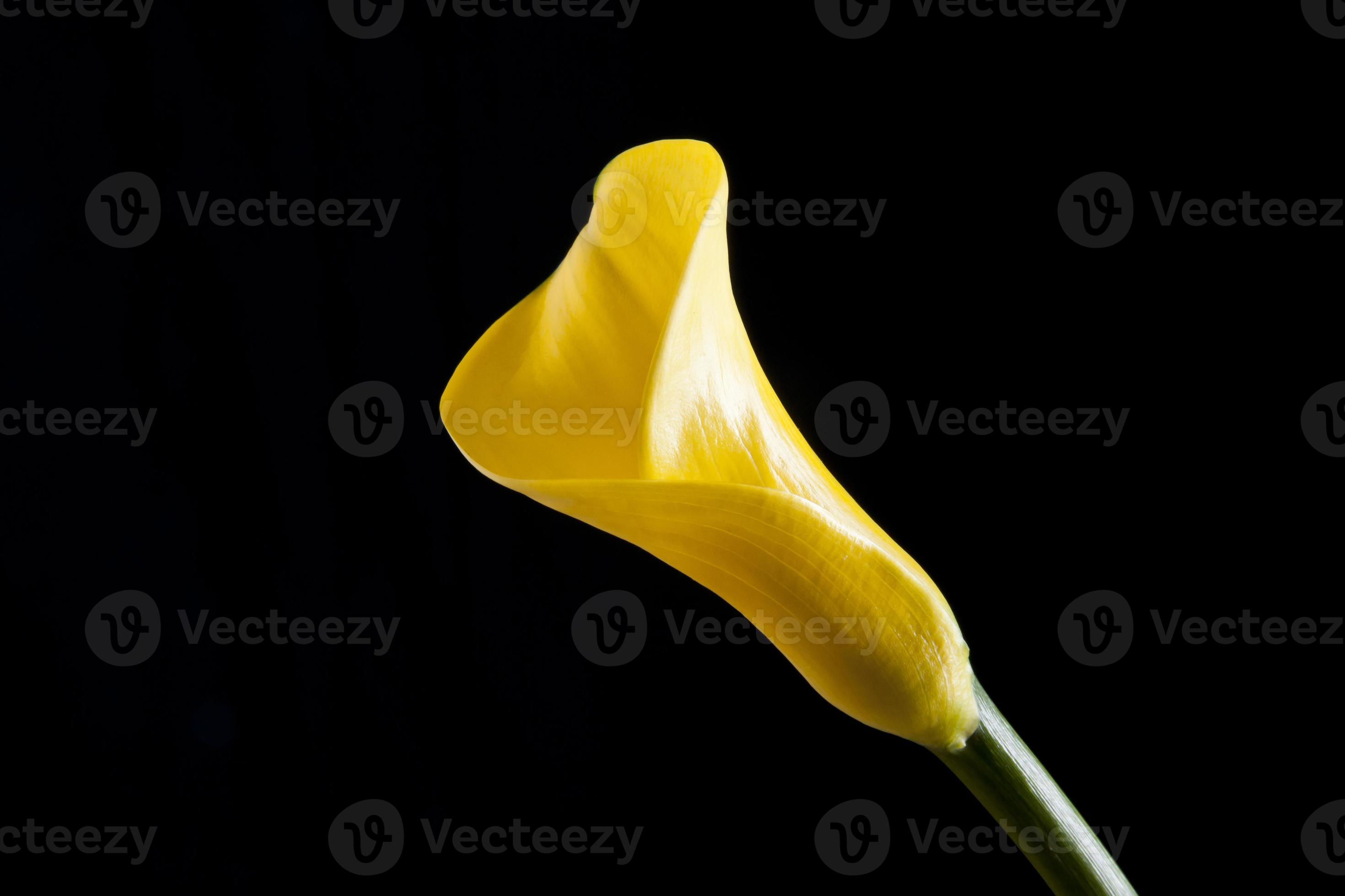 lírio de calla amarelo 750300 Foto de stock no Vecteezy