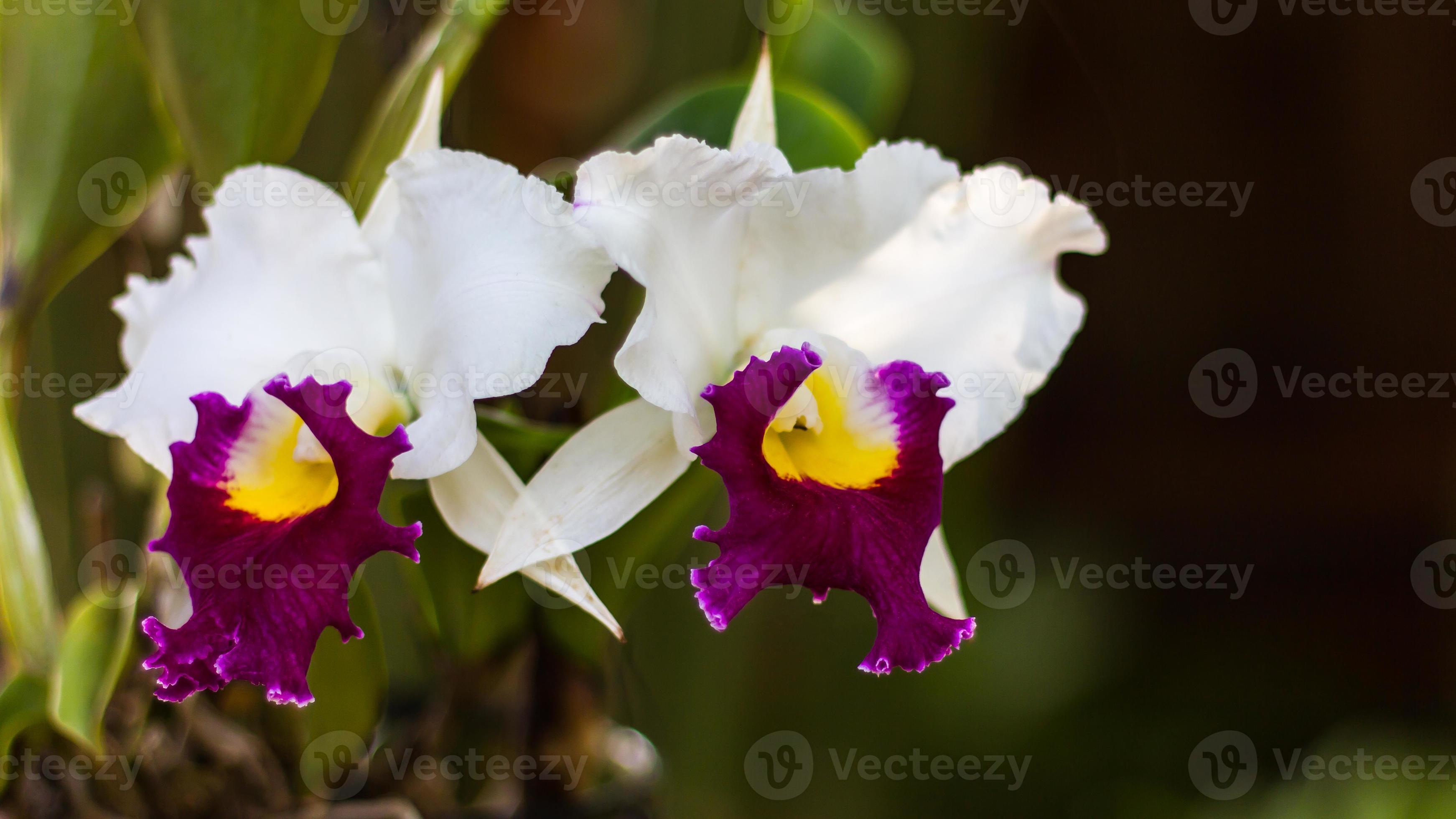 orquídea cattleya branca. 7519177 Foto de stock no Vecteezy