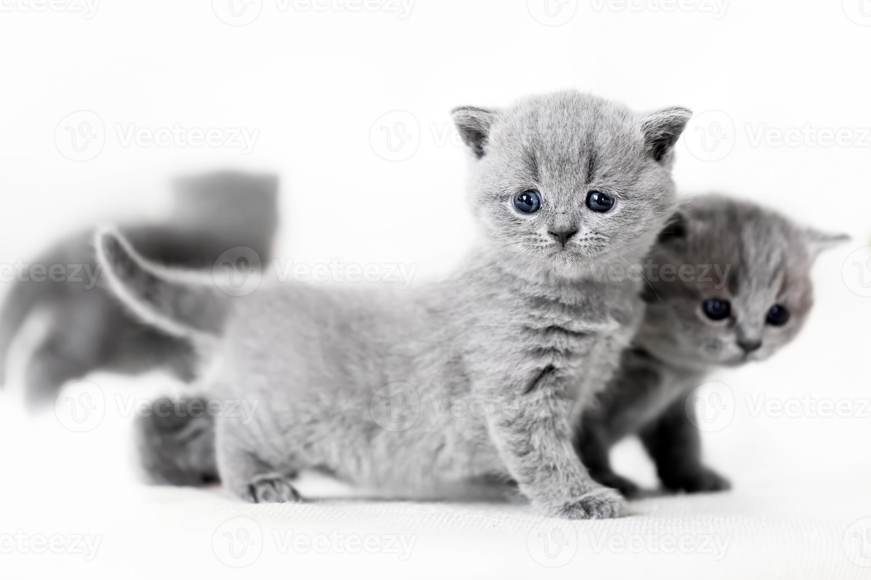 Gatinho De Jogo Cinzento Britânico Dos Whiskas Foto de Stock - Imagem de  bebê, bonito: 32363284