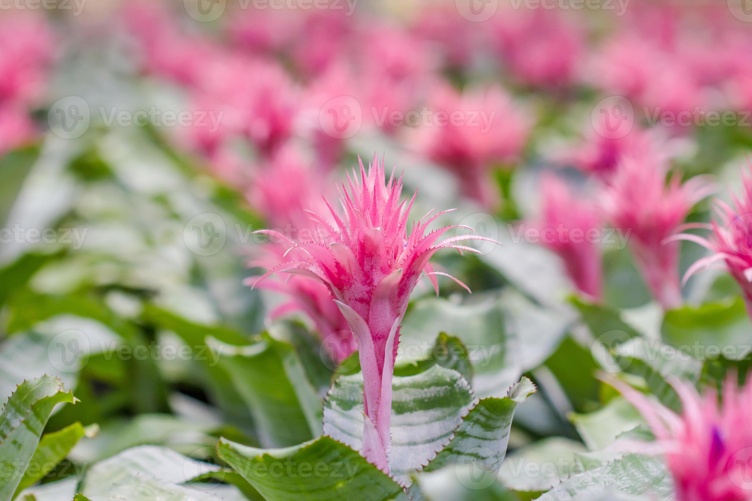 flor de bromélias de vaso rosa e azul 782948 Foto de stock no Vecteezy