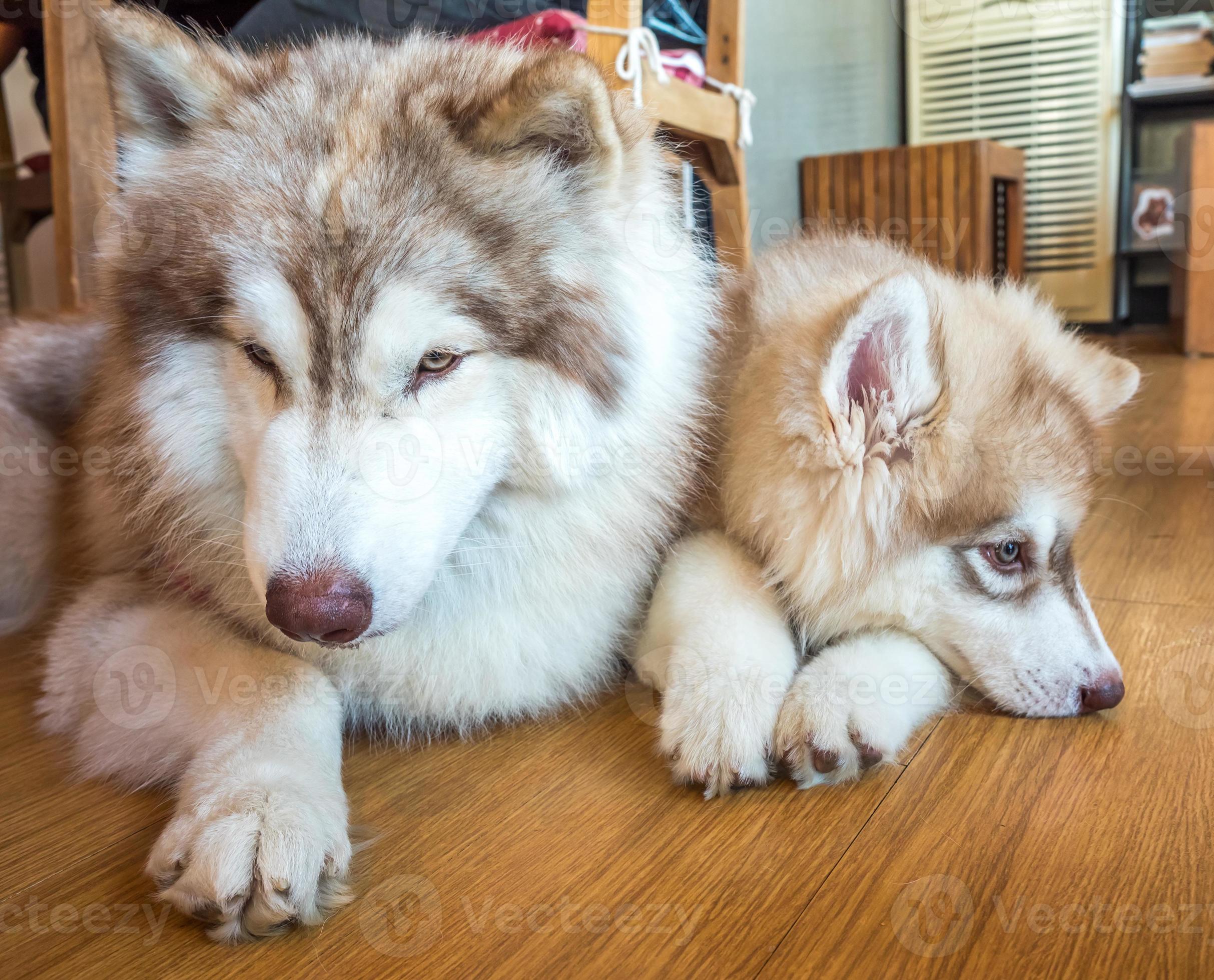 Cachorros fofinhos