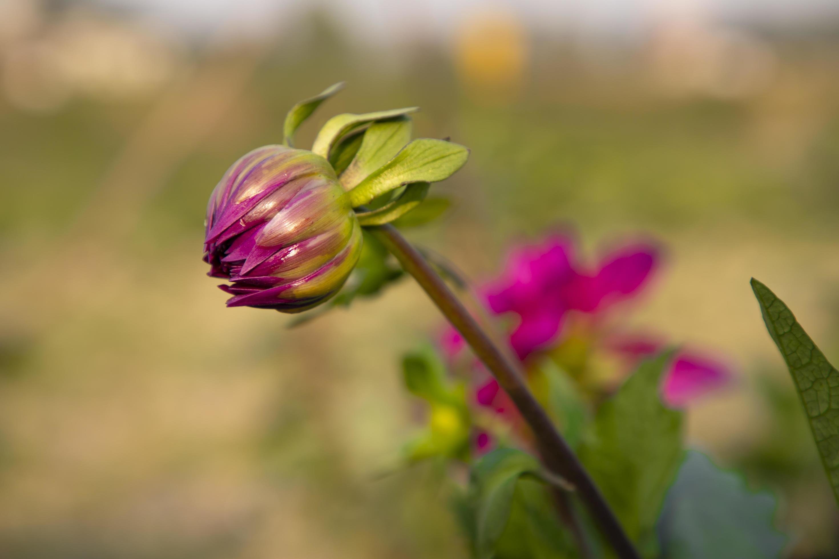 lindos botões de flores de cor rosa com fundo desfocado. botão de flor da  primavera. dália flor em botão vista natural 7990217 Foto de stock no  Vecteezy