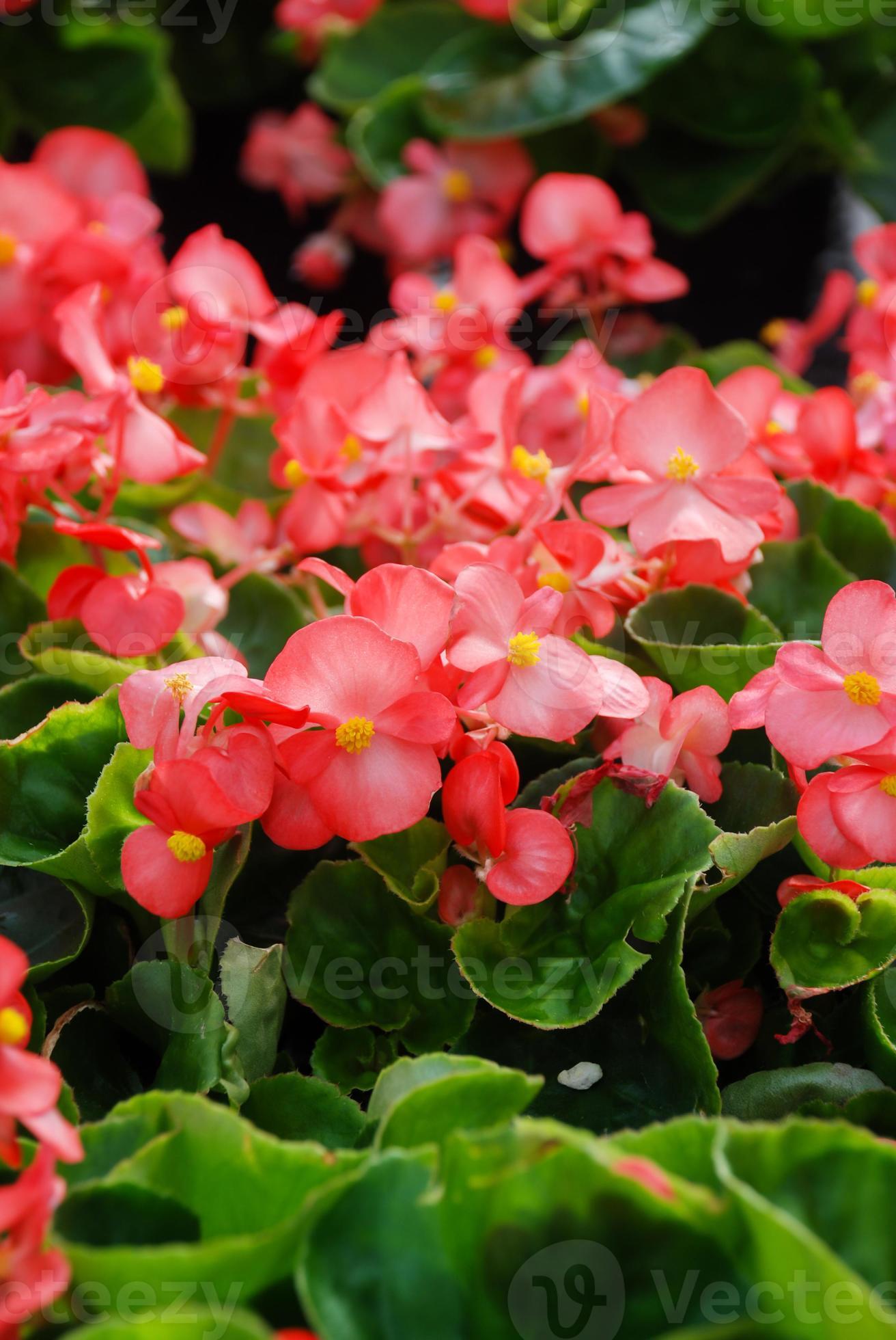 begônias, begônias semperflorens, no jardim, begônia em vaso 8016796 Foto  de stock no Vecteezy