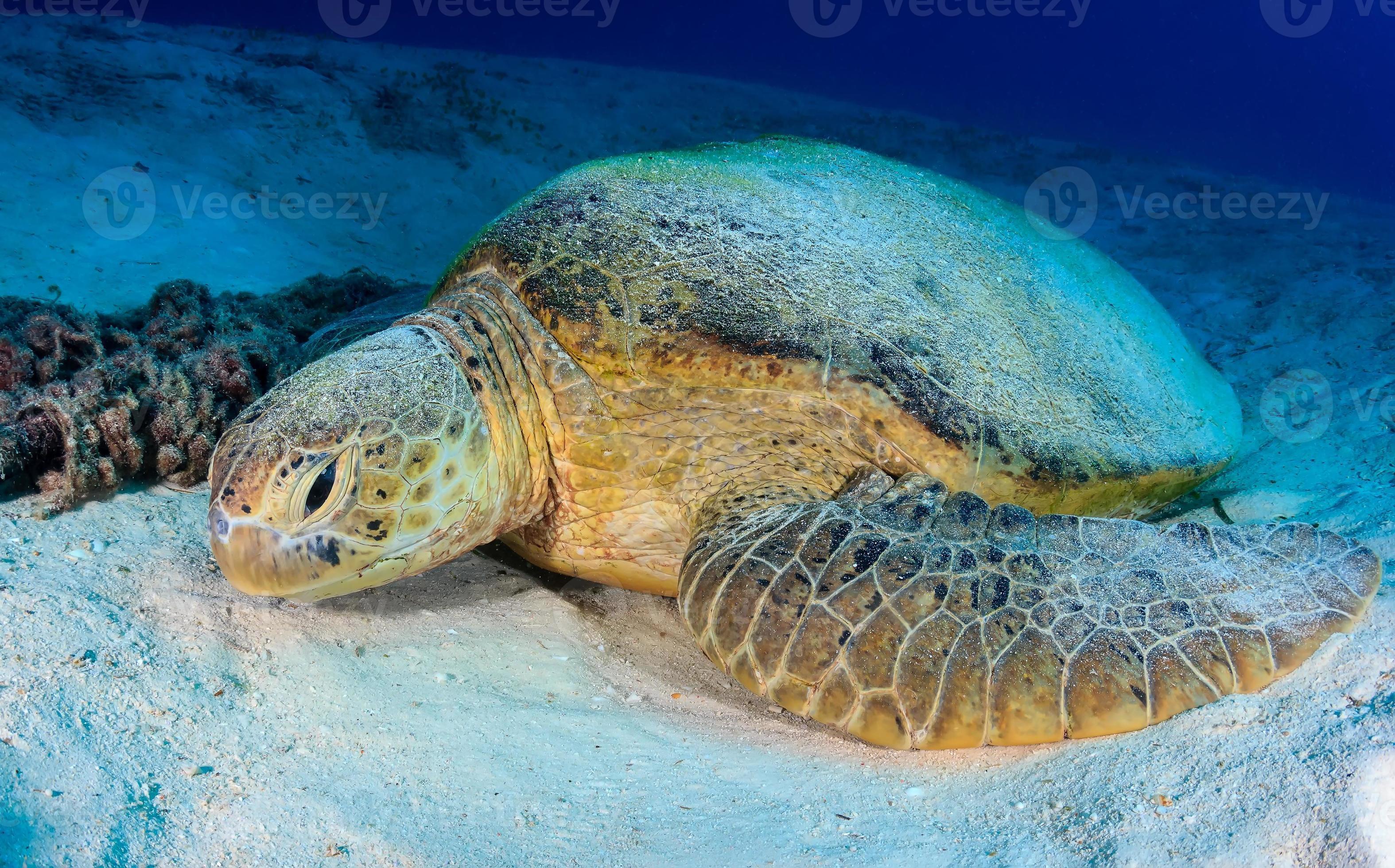 tartaruga verde repousa sobre um fundo de areia do mar foto