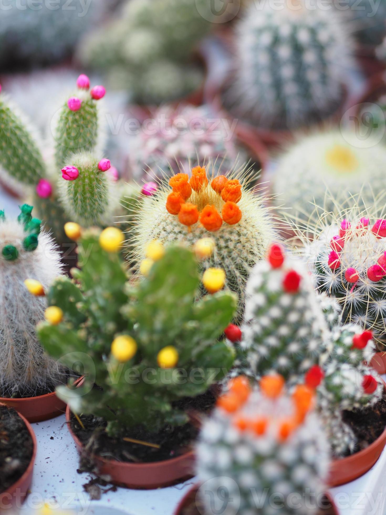 A árvore de espinho é uma planta suculenta. cereus peruvianus, castelo de  fadas cacto árvore tronco verde tem pontas afiadas ao redor florescendo em  vaso de porcelana de terracota 8074956 Foto de stock no Vecteezy