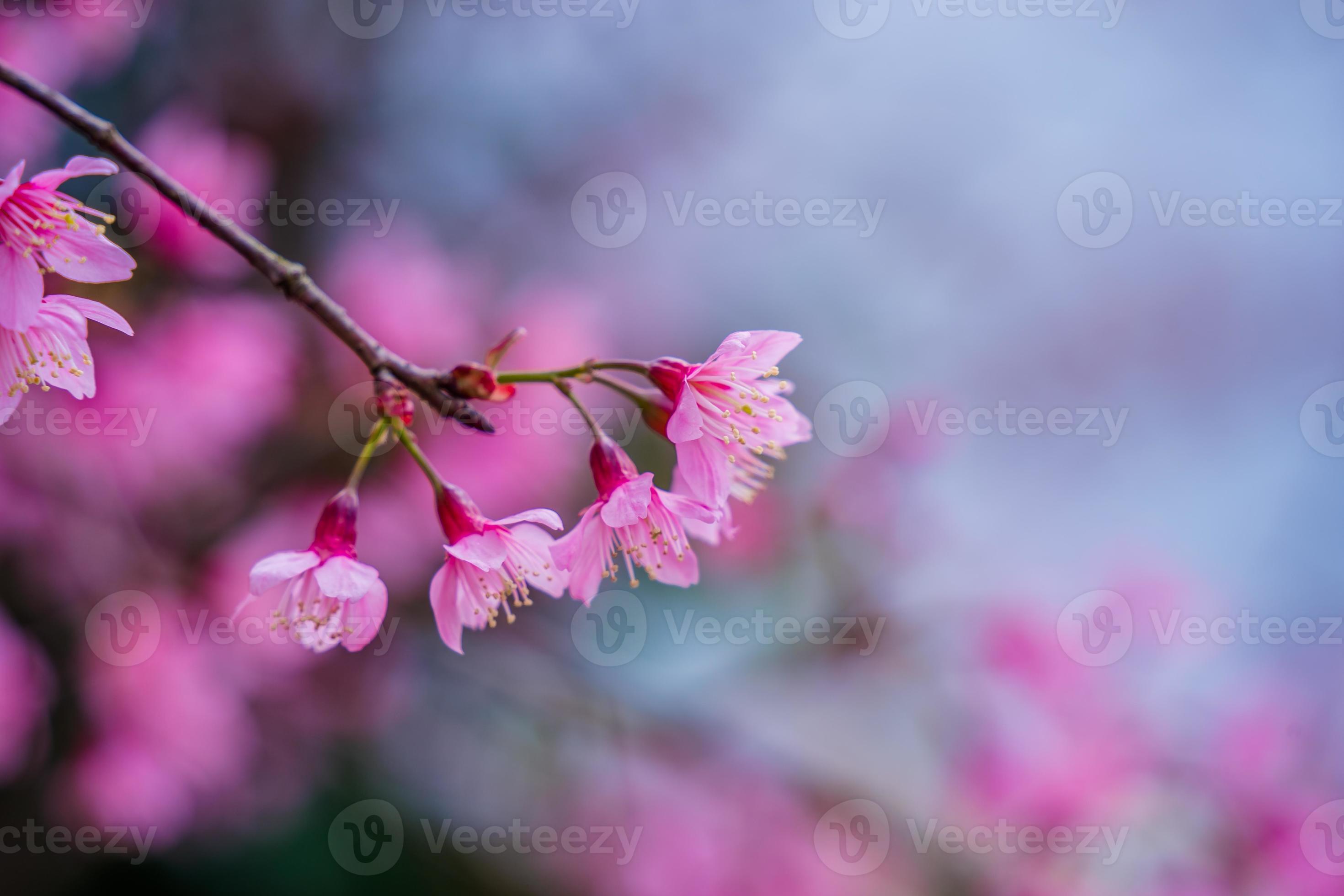 flores coloridas florescem na pequena vila antes do festival tet, ano lunar  do vietnã. flor de pêssego, o símbolo do ano novo lunar vietnamita 8356276  Foto de stock no Vecteezy