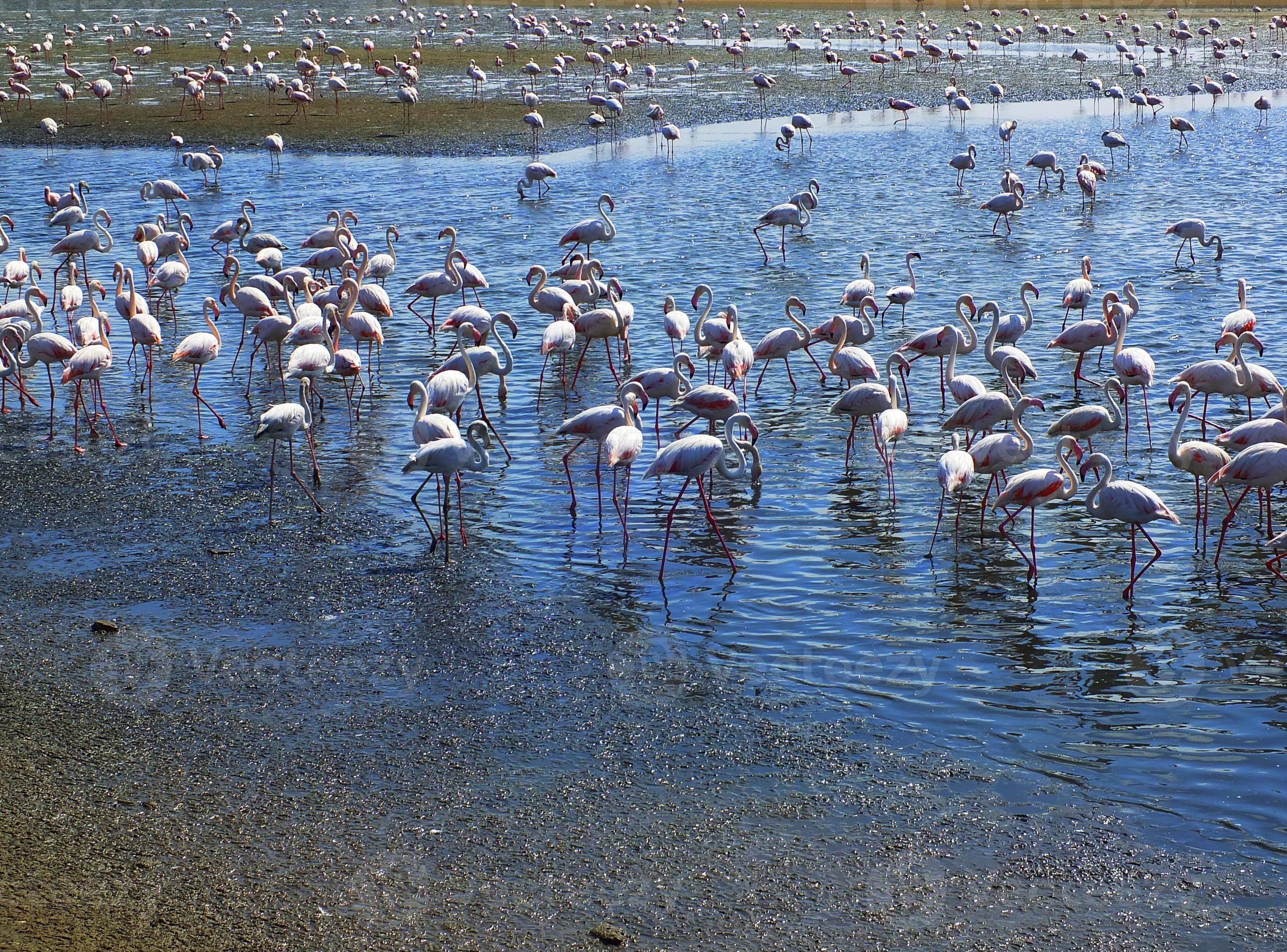 flamingos em walvis bay foto