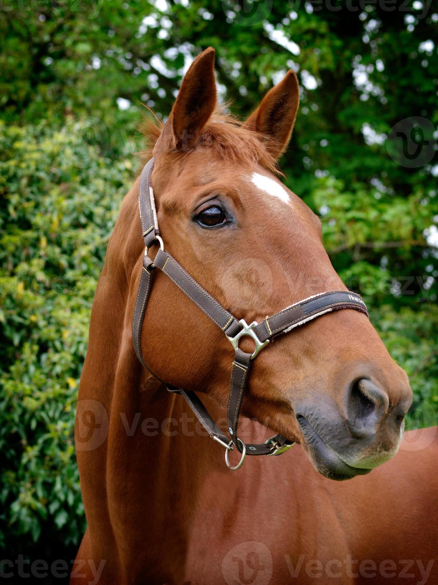 Cabeça De Cavalo Em Frente a Uma Colina Foto de Stock - Imagem de pastar,  monte: 202352444