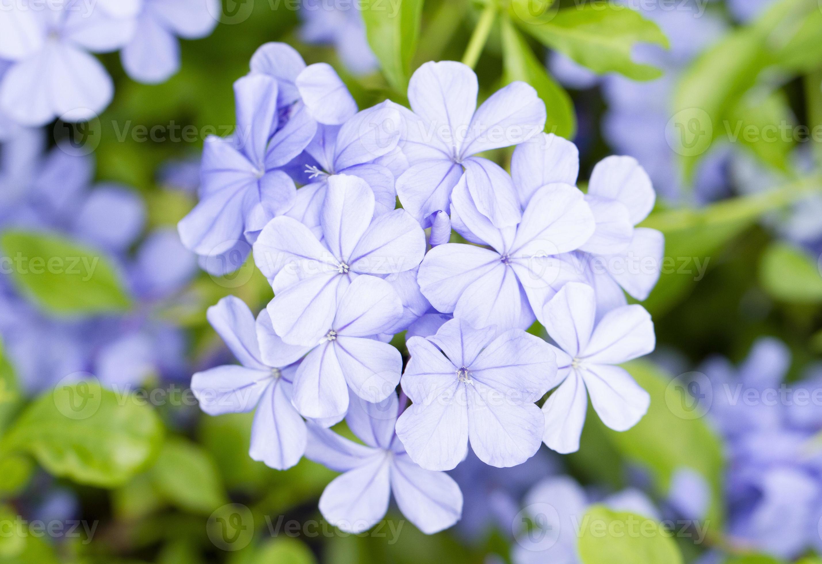 cape leadwort - nome comum para plumbago auriculata, flor também chamada de  flor de jasmim azul 8562127 Foto de stock no Vecteezy