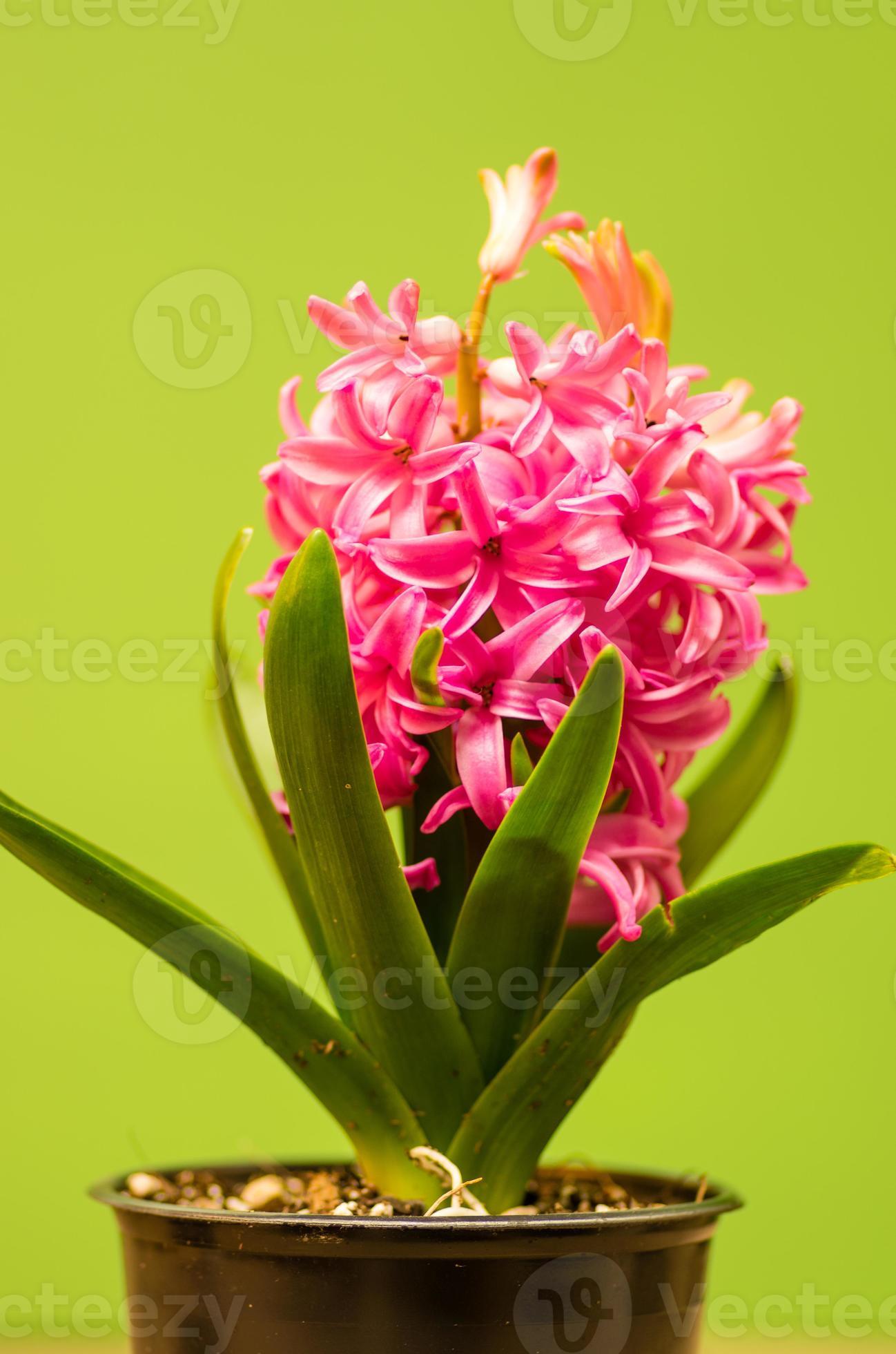 jacinto rosa em flor 857766 Foto de stock no Vecteezy