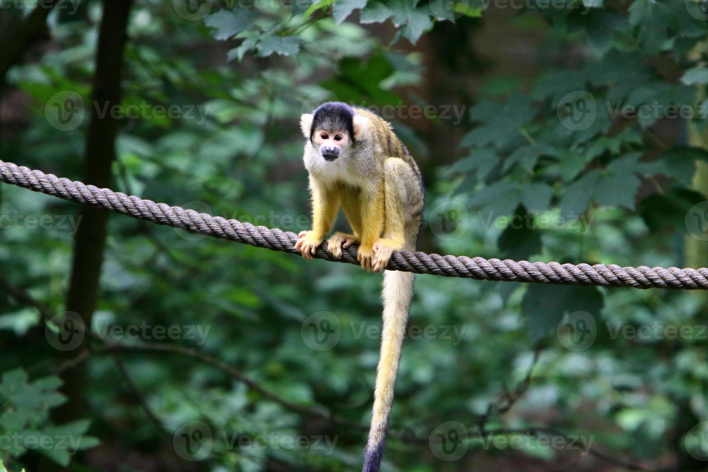 Macaco chimpanzé senta-se entre galhos de árvores com ilustração 3d de  folhagem verde