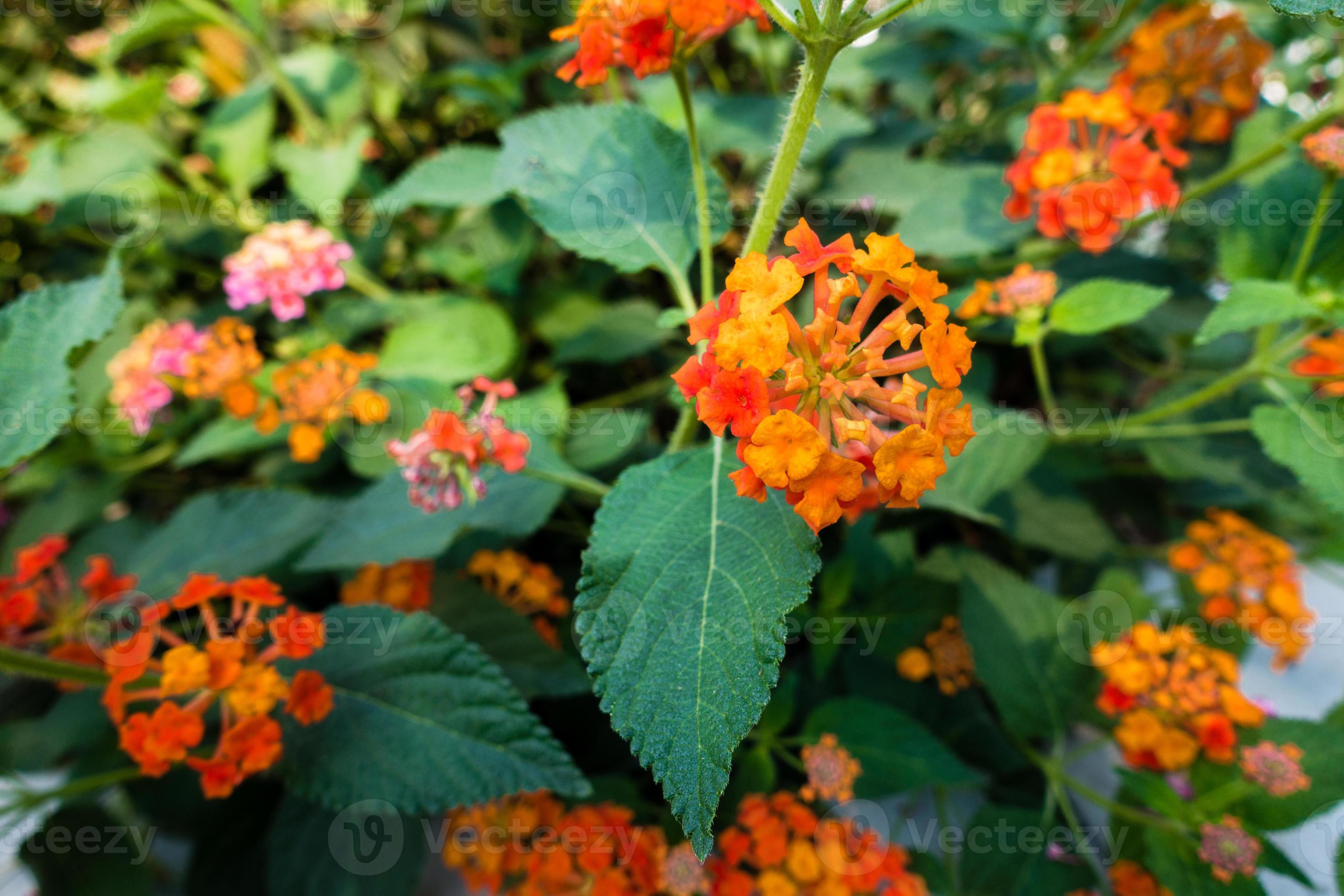 flor e sementes de lantana camara, lantana comum é uma espécie de planta  com flor dentro da família verbena verbenaceae, nativa dos trópicos  americanos. Índia 8856522 Foto de stock no Vecteezy