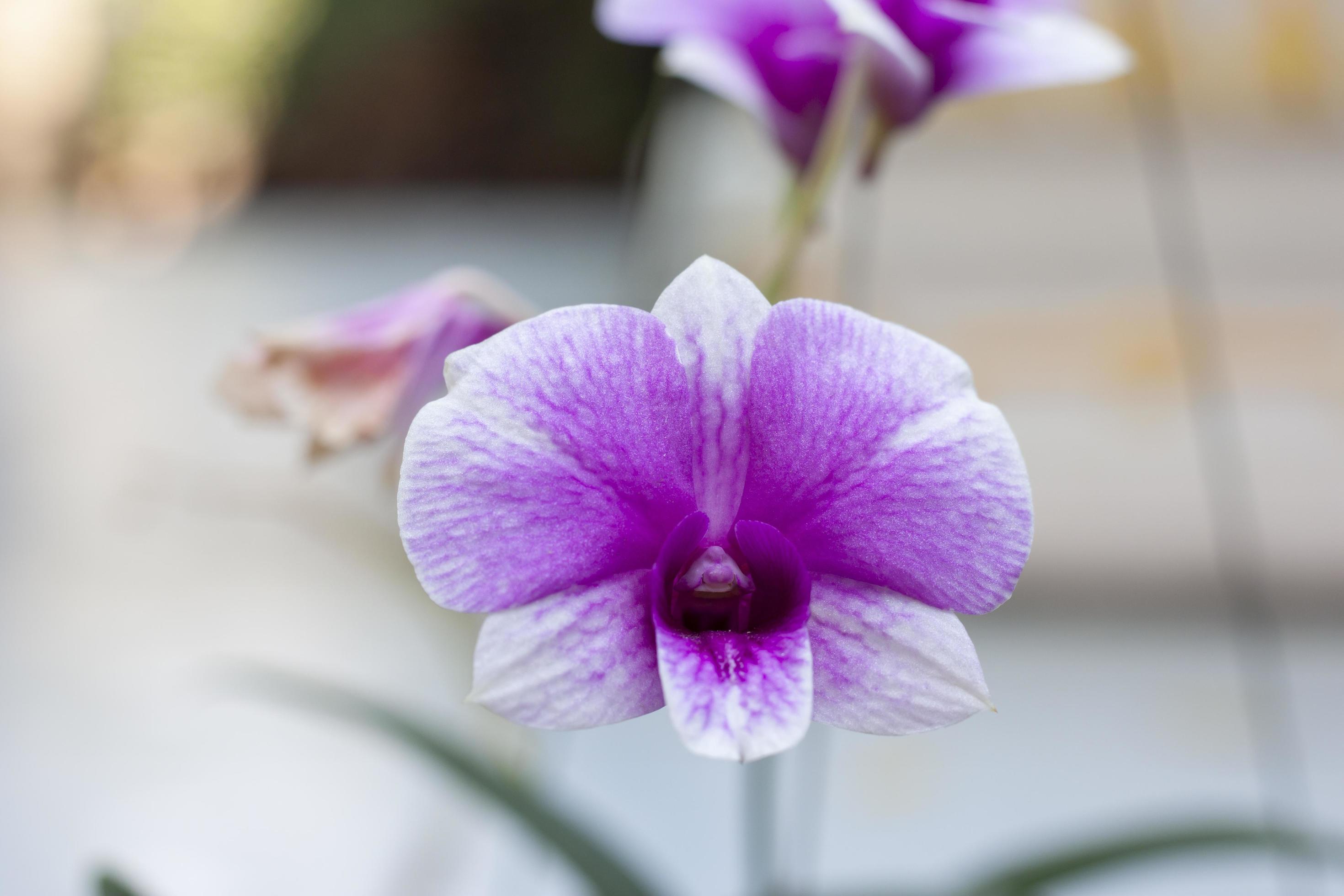 linda flor de orquídea roxa e branca no jardim. 9008463 Foto de stock no  Vecteezy