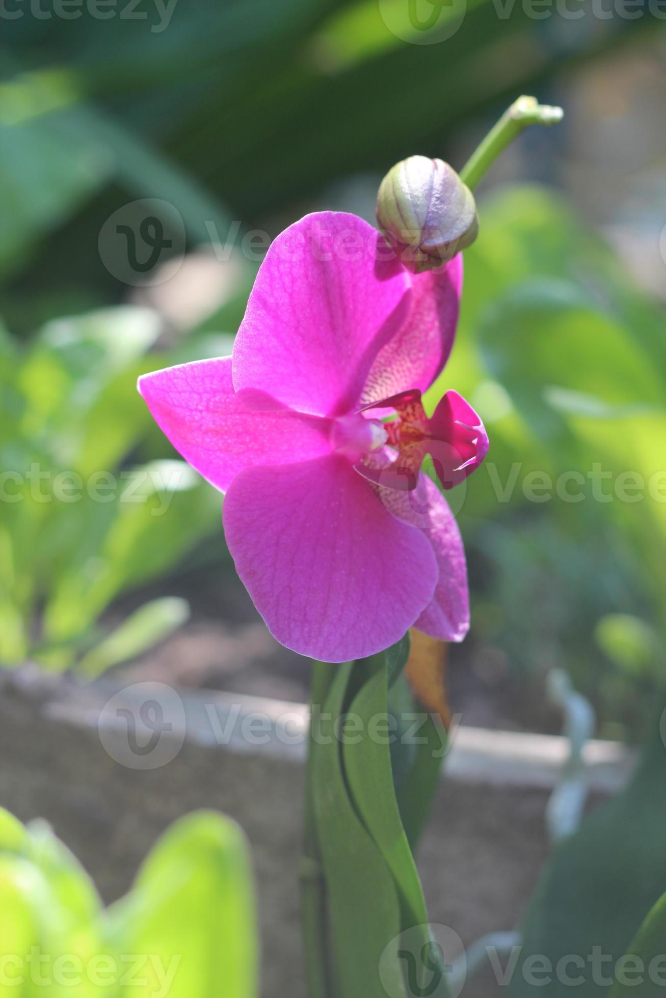 flor de orquídea florescendo, flores de phalaenopsis rosa no jardim,  trópicos, natureza 9260172 Foto de stock no Vecteezy