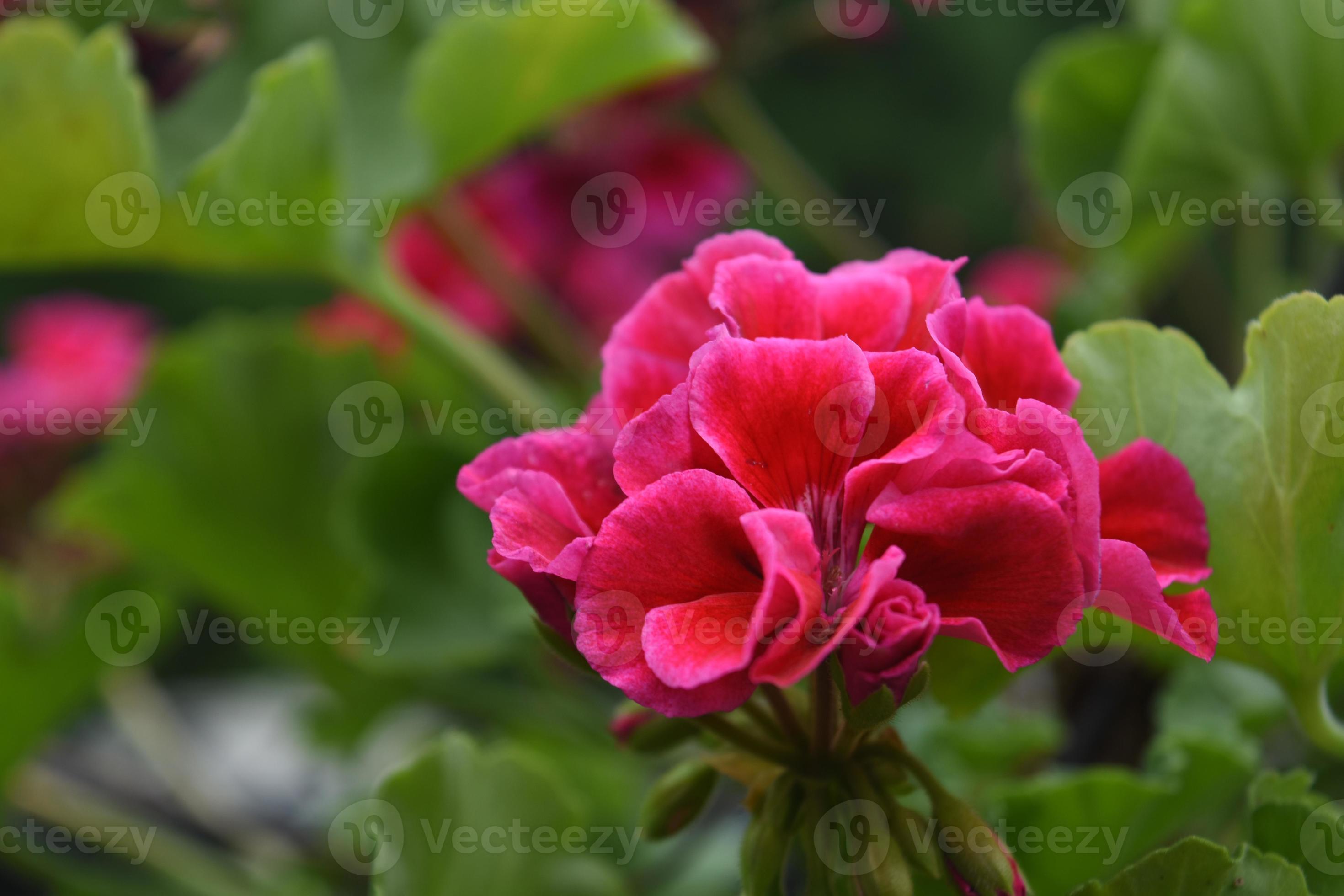 flor de flor de gerânio rosa muito desabrochando 9600572 Foto de stock no  Vecteezy