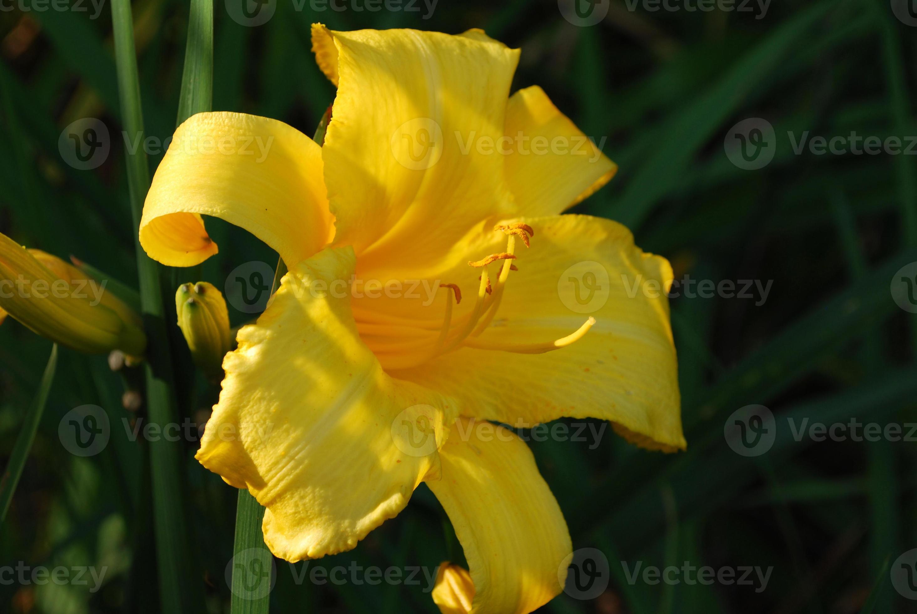 incrível lírio amarelo florescendo em um jardim 9629581 Foto de stock no  Vecteezy