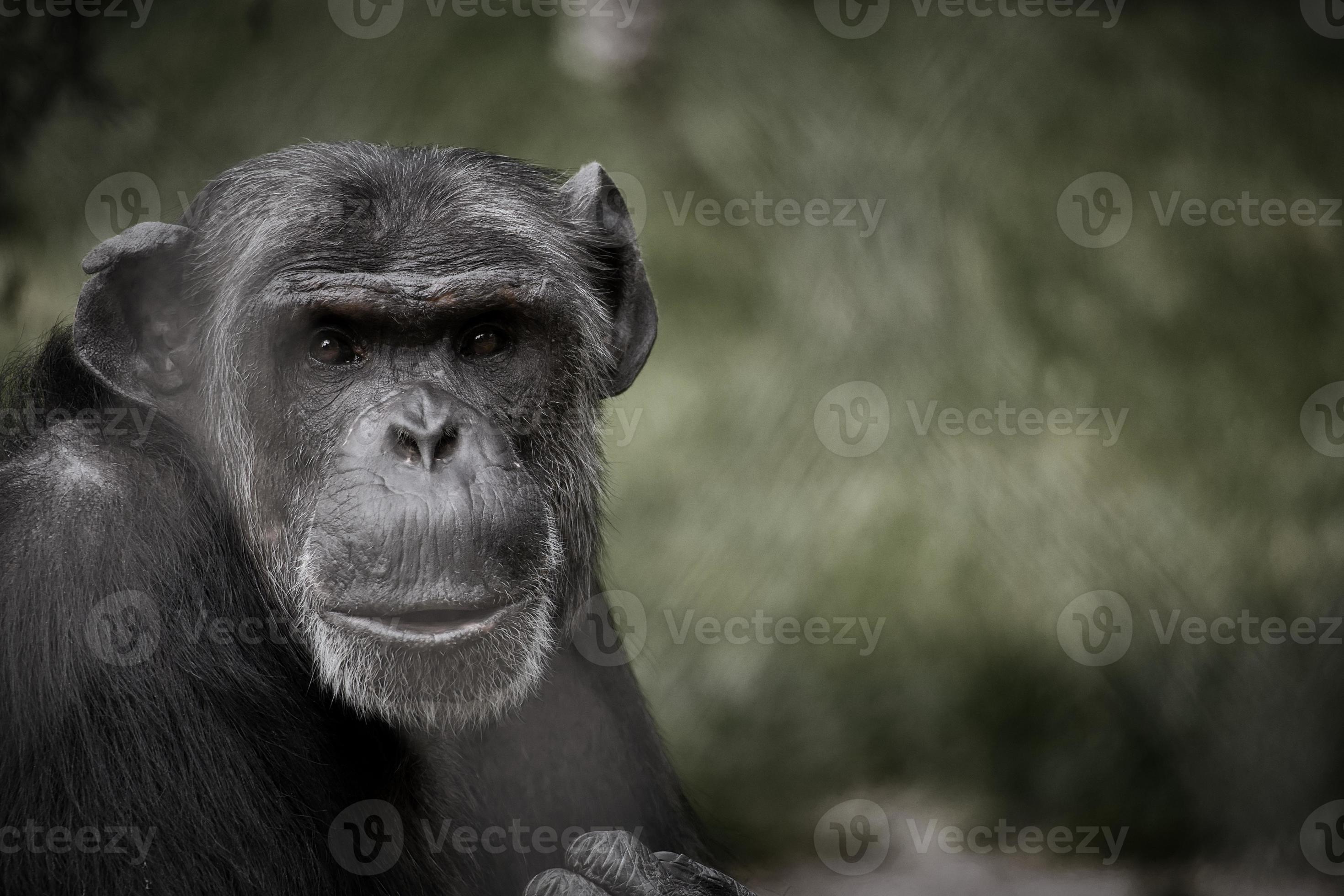 Macaco sentado macaco chimpanzé presta muita atenção em algo
