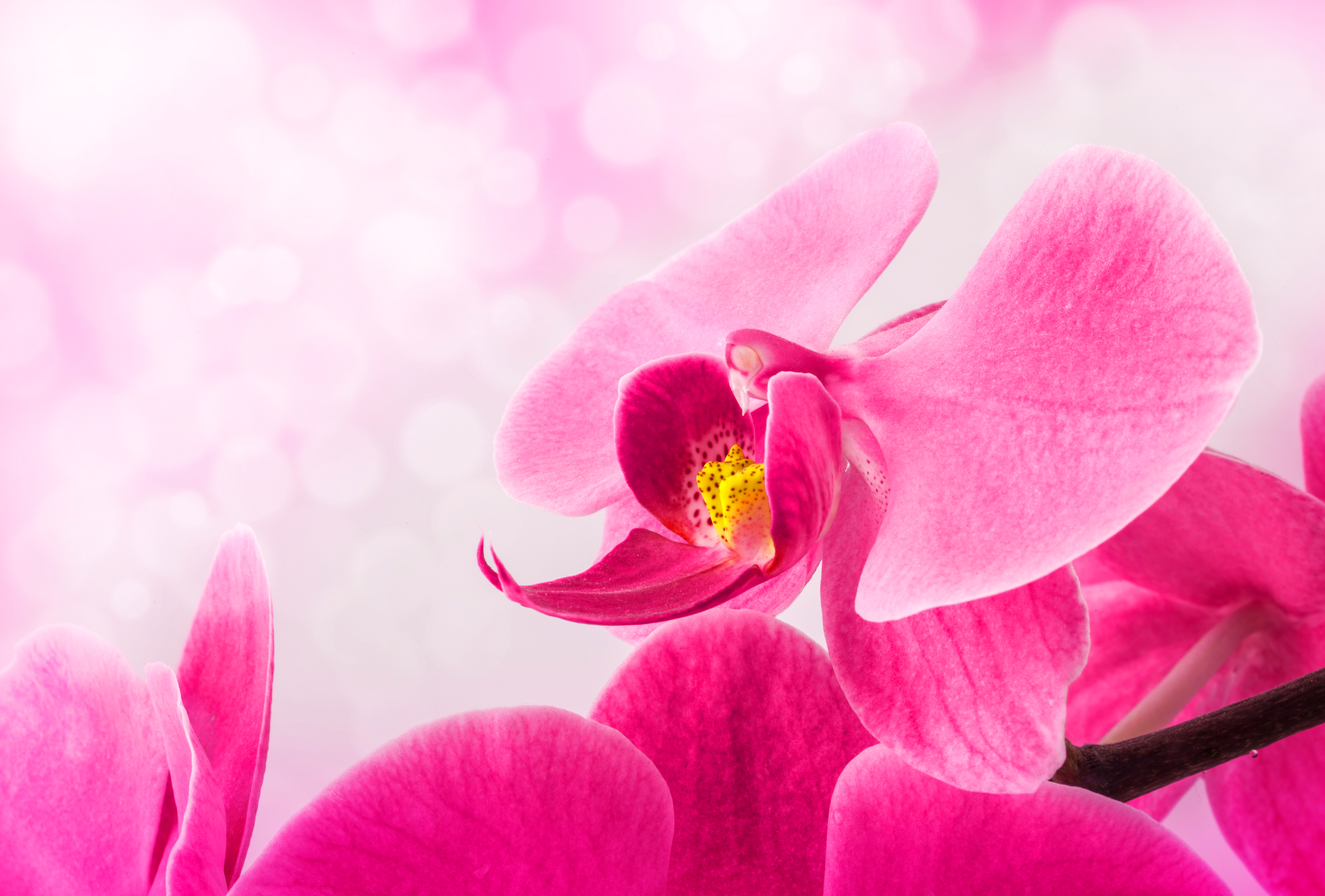 Orquídea Fotos e Imagens para Baixar Grátis