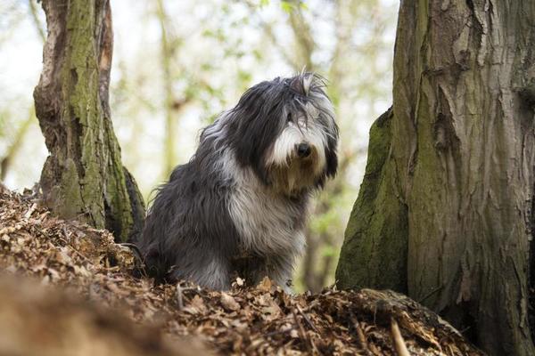 belo divertimento collie barbudo cachorro inglês velho cão pastor